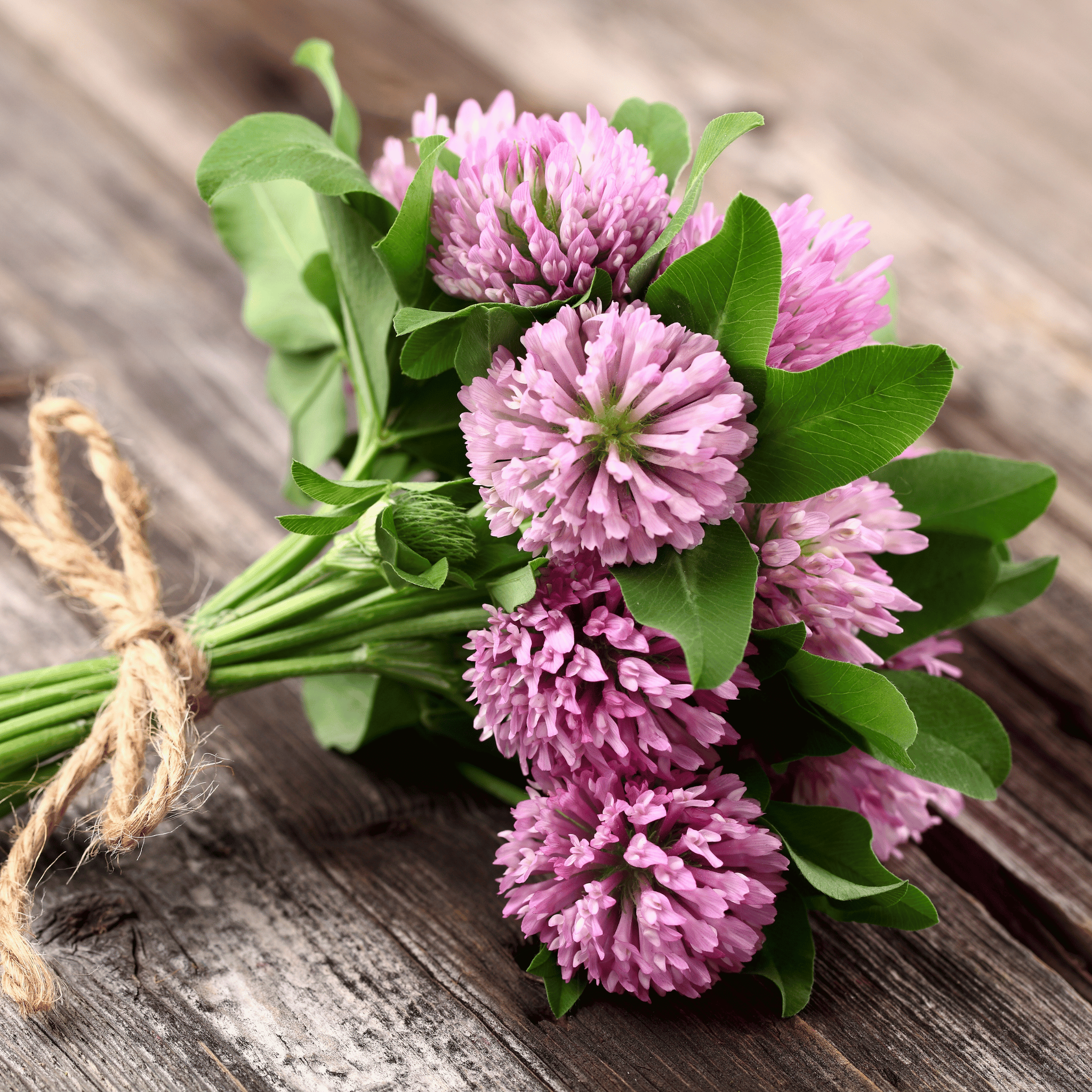 Red Clover – 200 Seeds