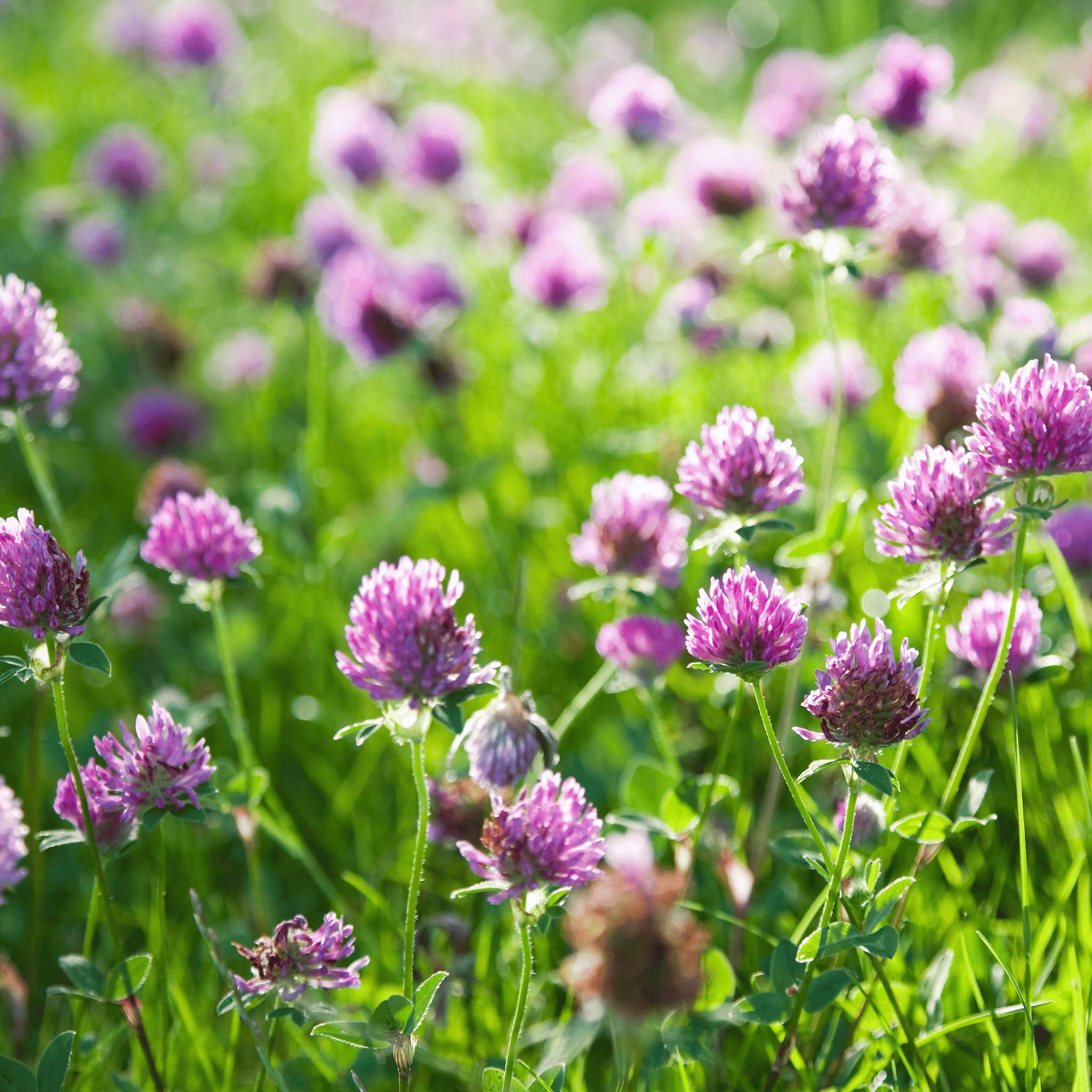 Red Clover – 200 Seeds