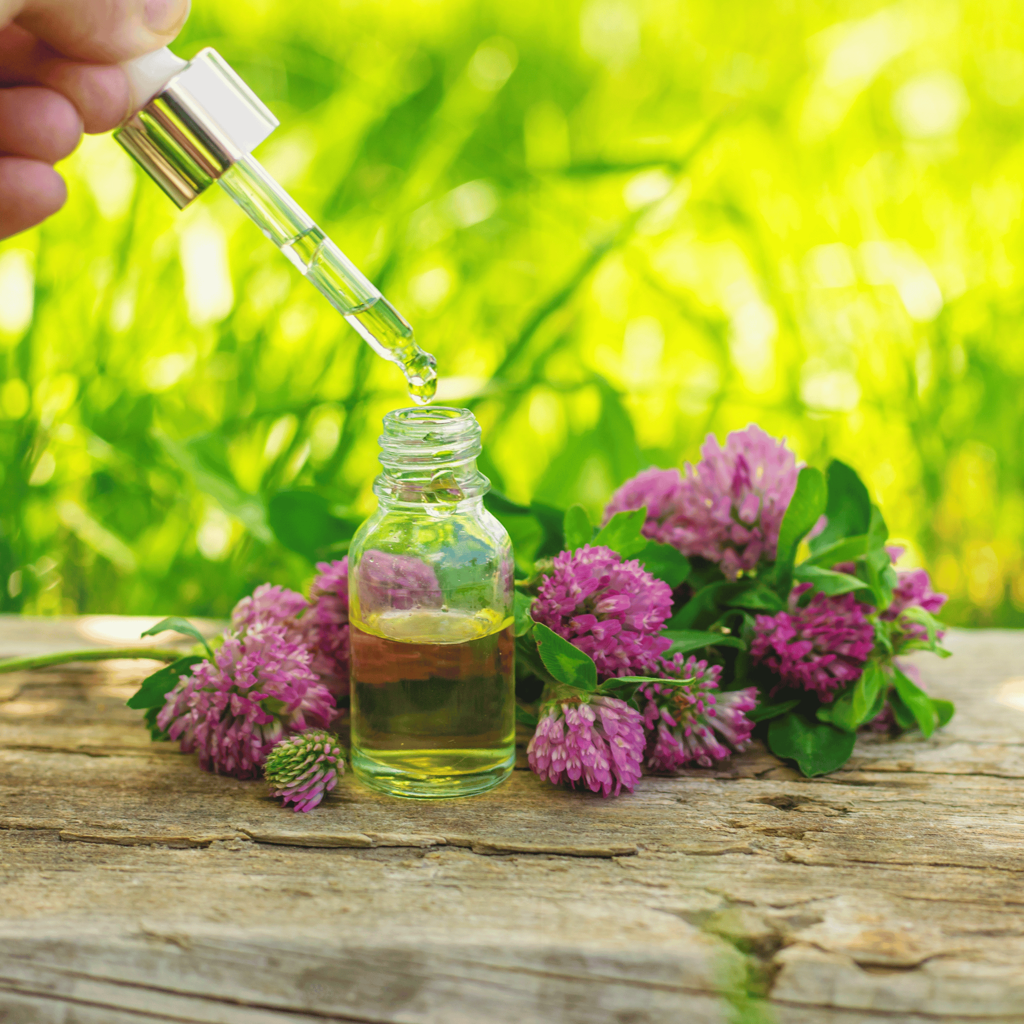 Red Clover – 200 Seeds