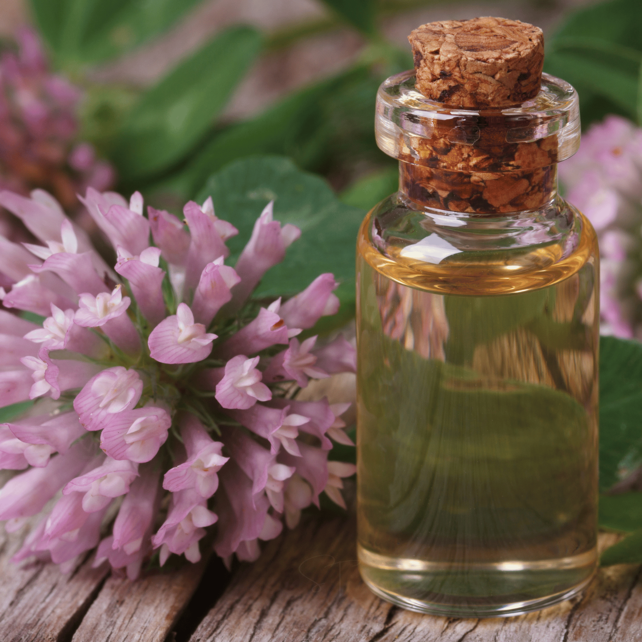 Red Clover – 200 Seeds