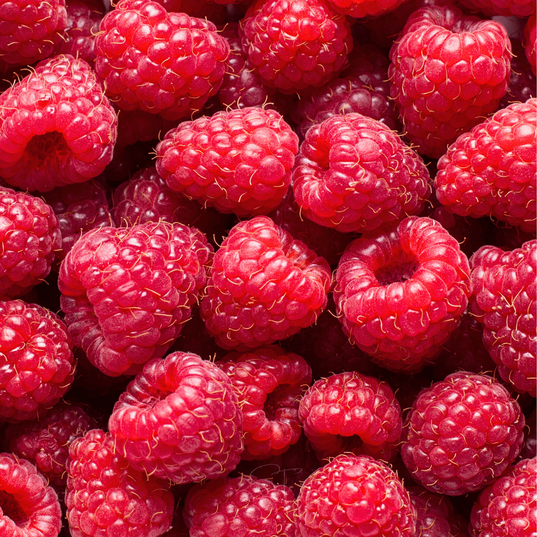 Red European Raspberry – 30 Seeds