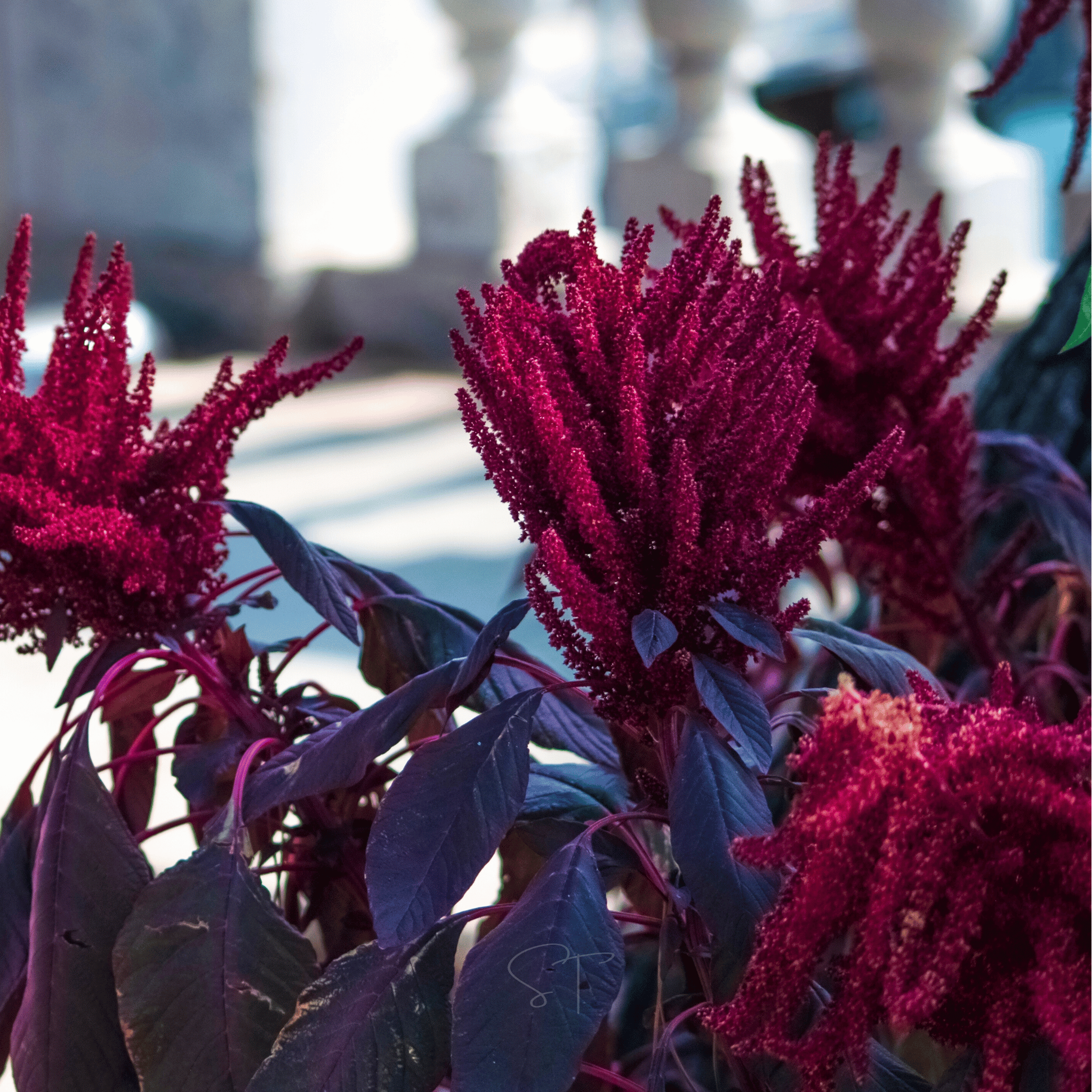 Red Garnet Amaranth – 250 Seeds