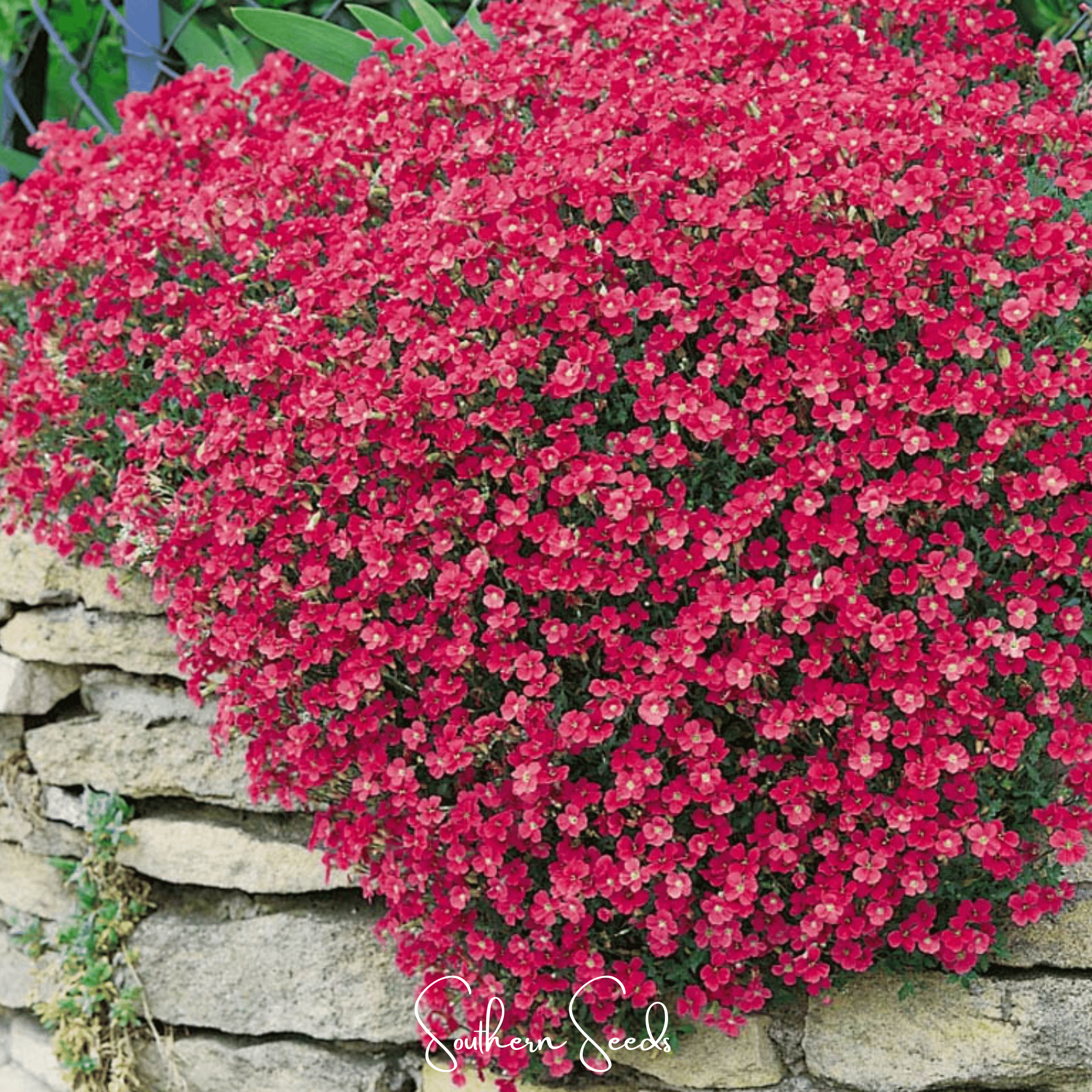 Cascade Red Rockcress – 50 Seeds