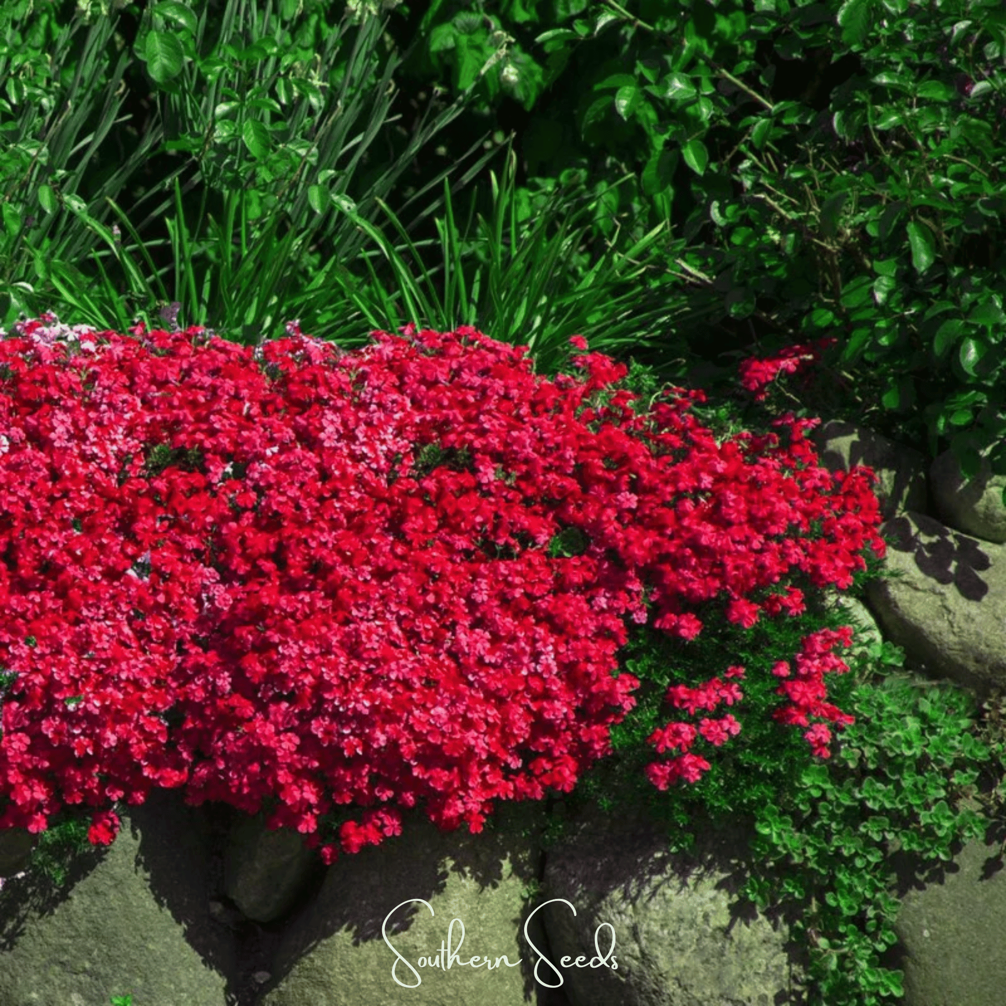 Cascade Red Rockcress – 50 Seeds