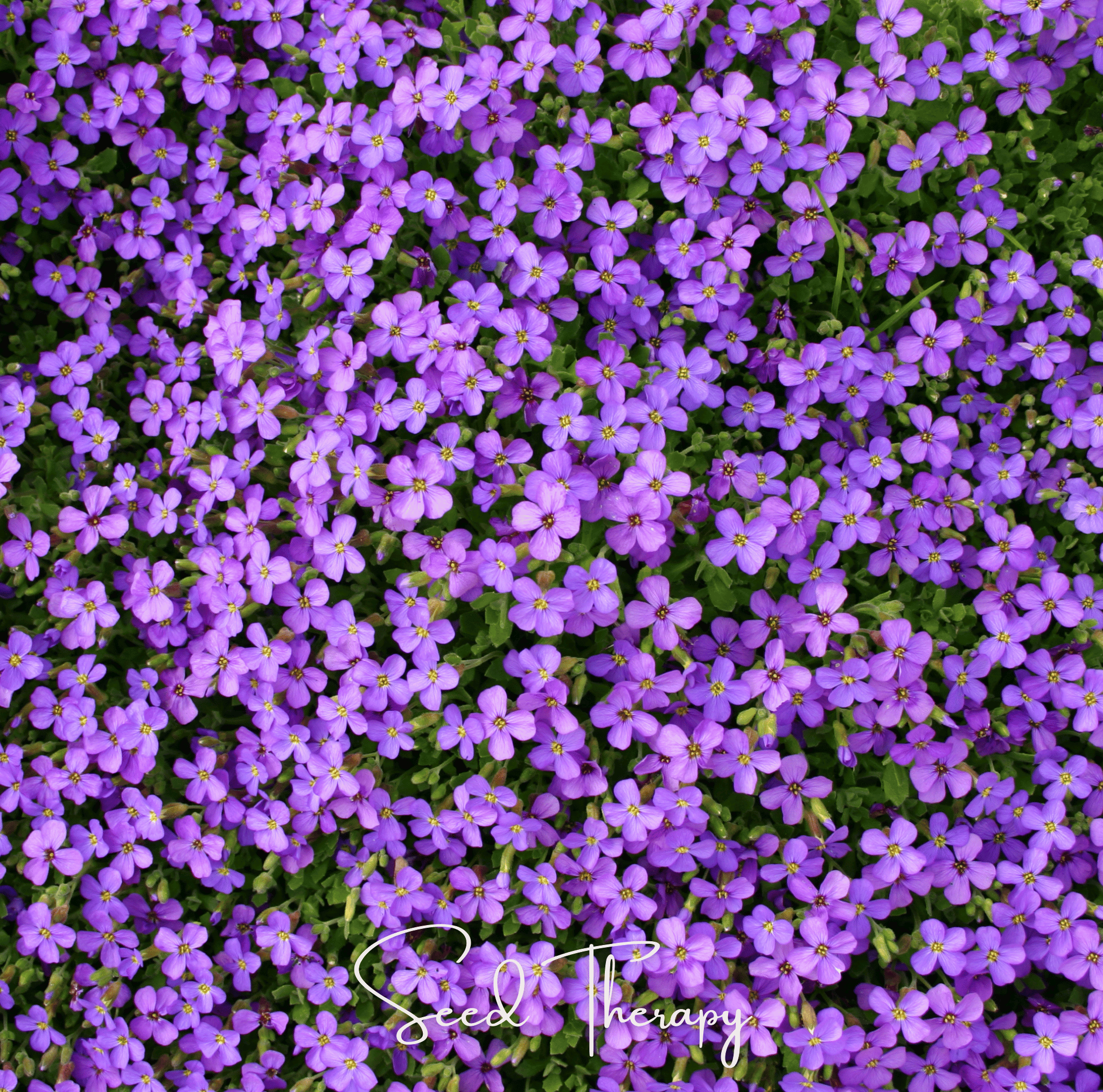 Purple Rockcress – 250 Seeds