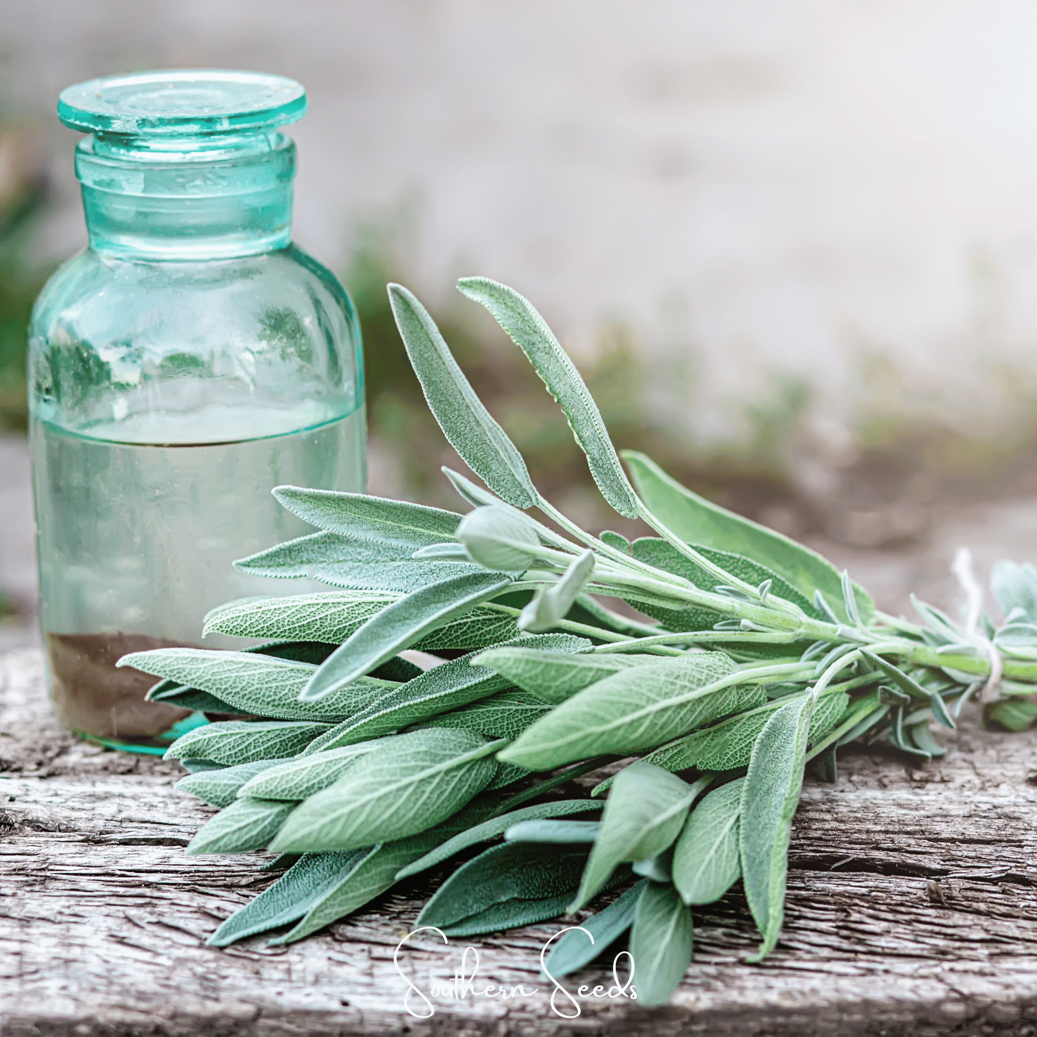 Kitchen Sage – 50 Seeds