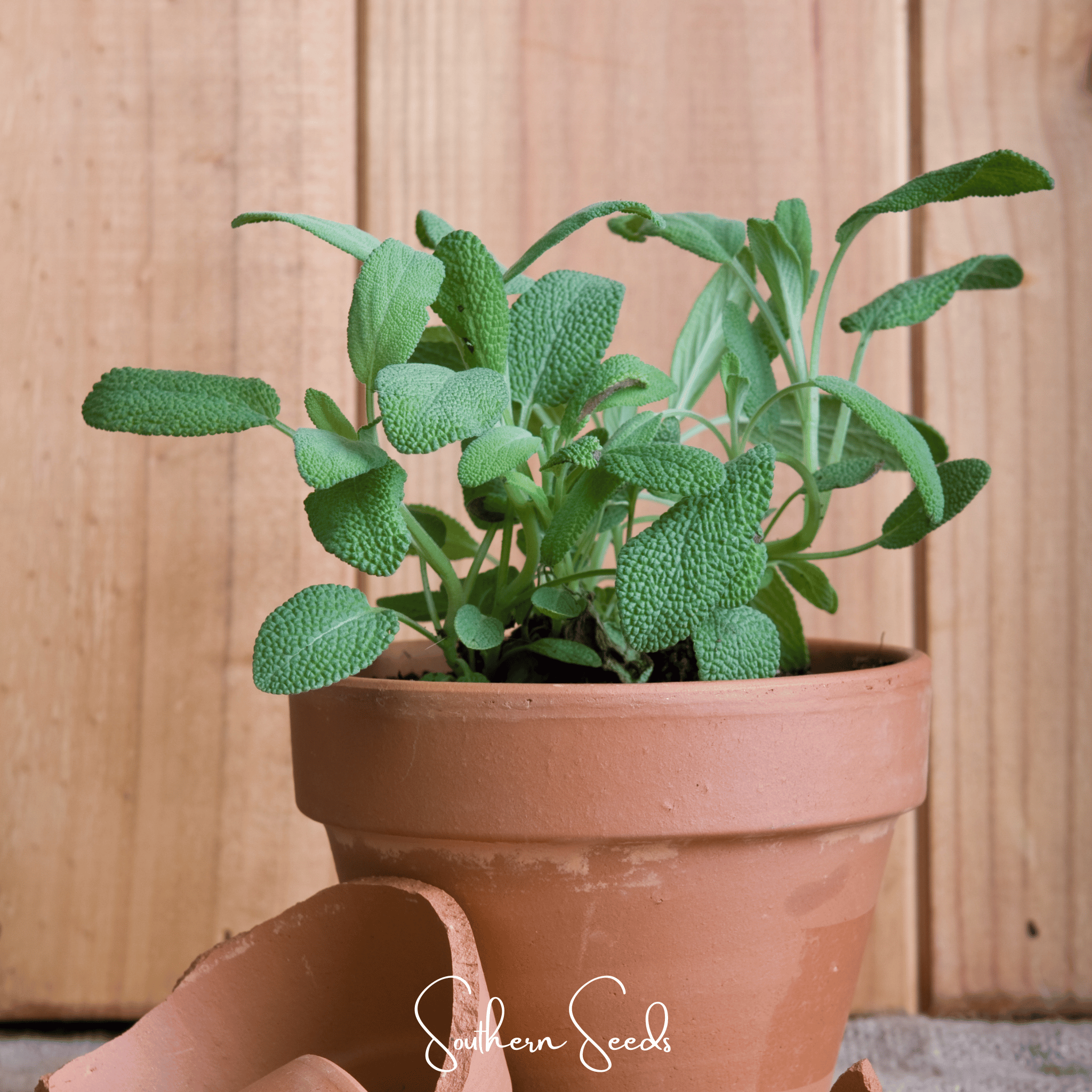 Kitchen Sage – 50 Seeds