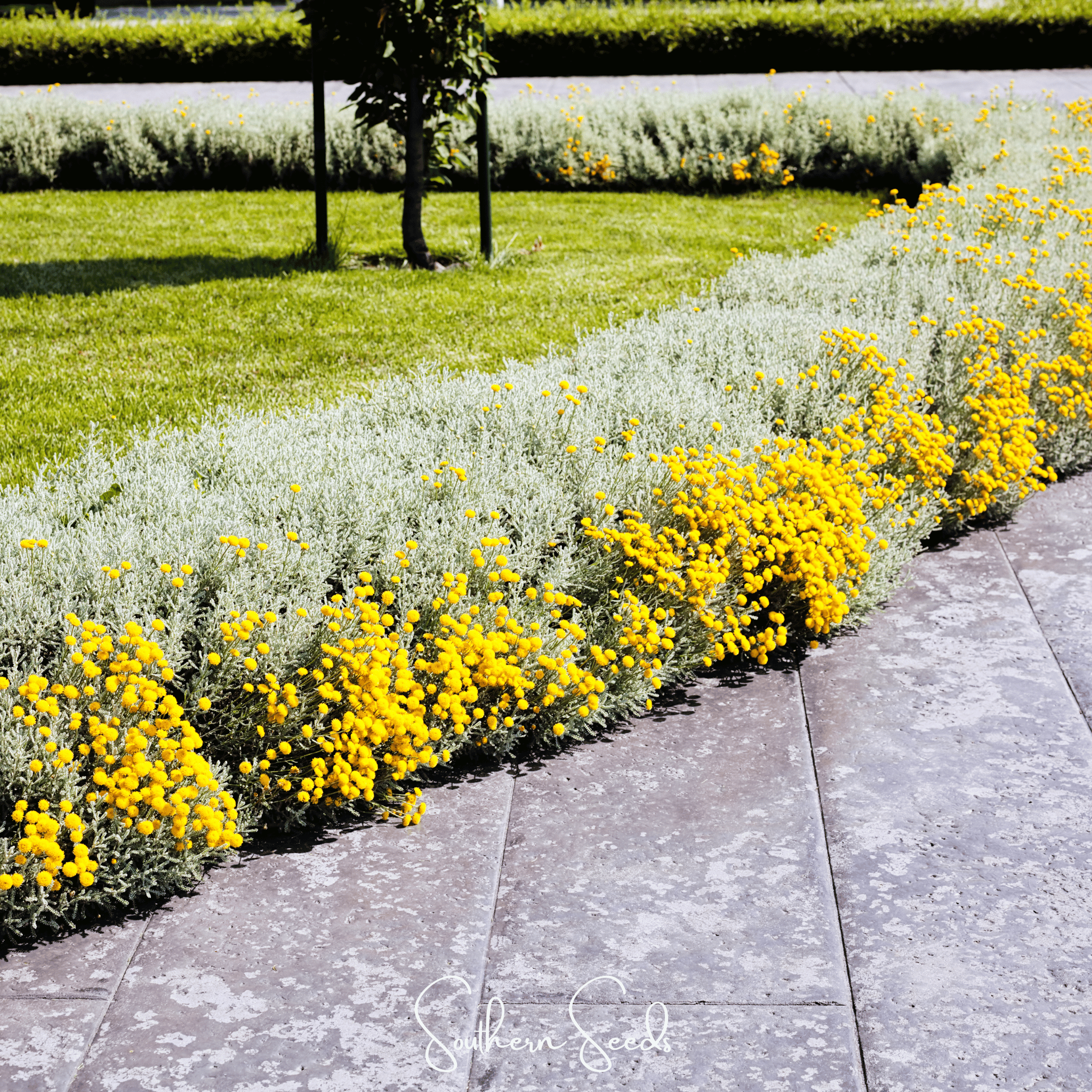 Lavender Cotton Santolina – 20 Seeds