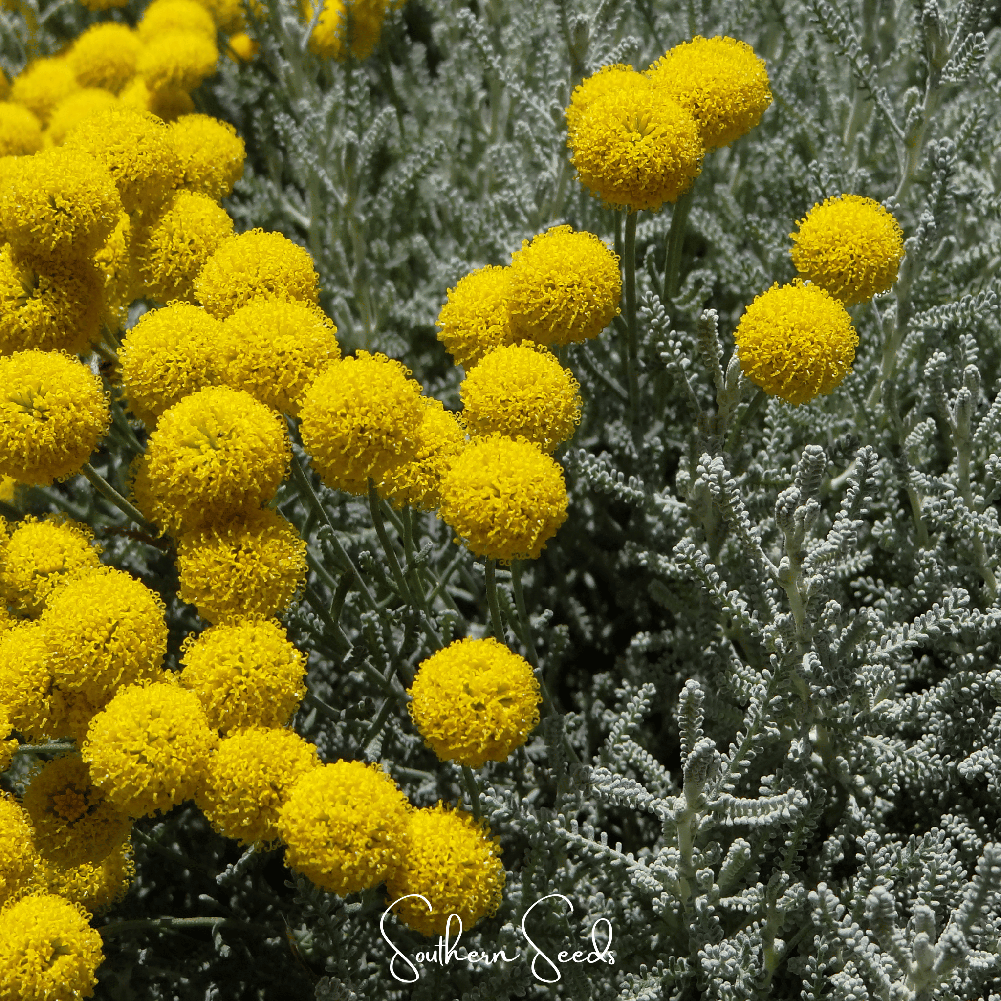 Lavender Cotton Santolina – 20 Seeds