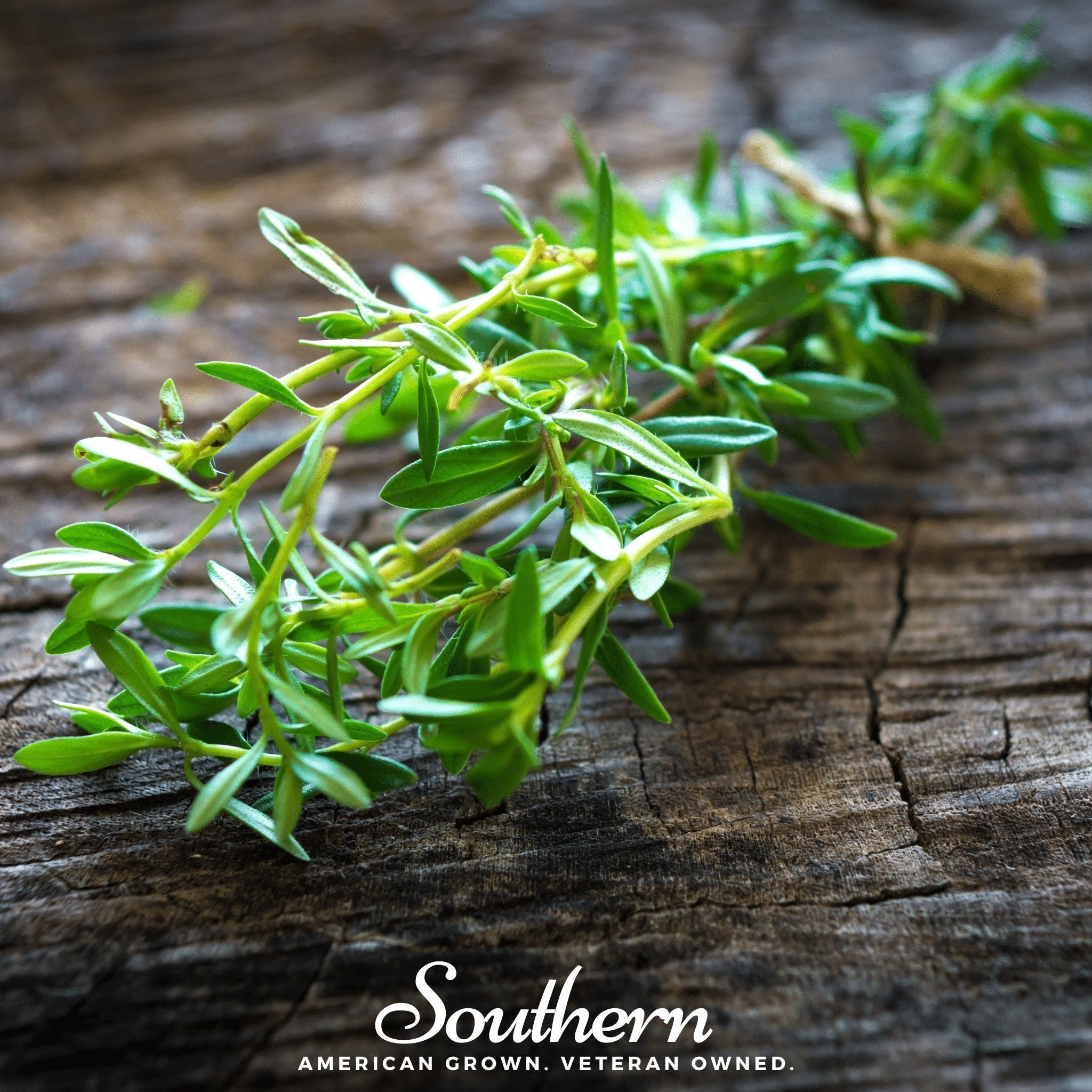 Summer Savory – 100 Seeds