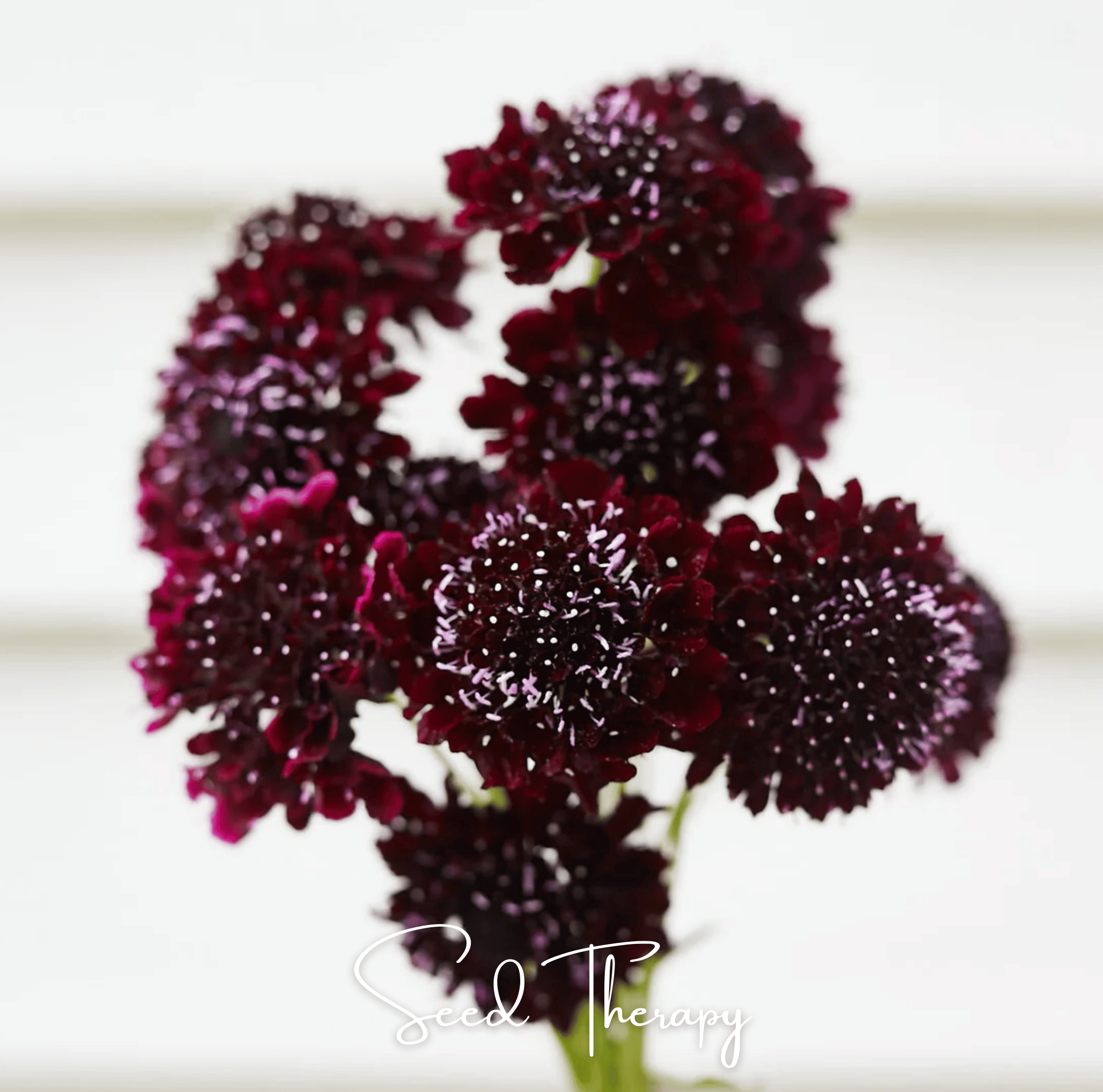 Black Knight Scabiosa – 30 Seeds