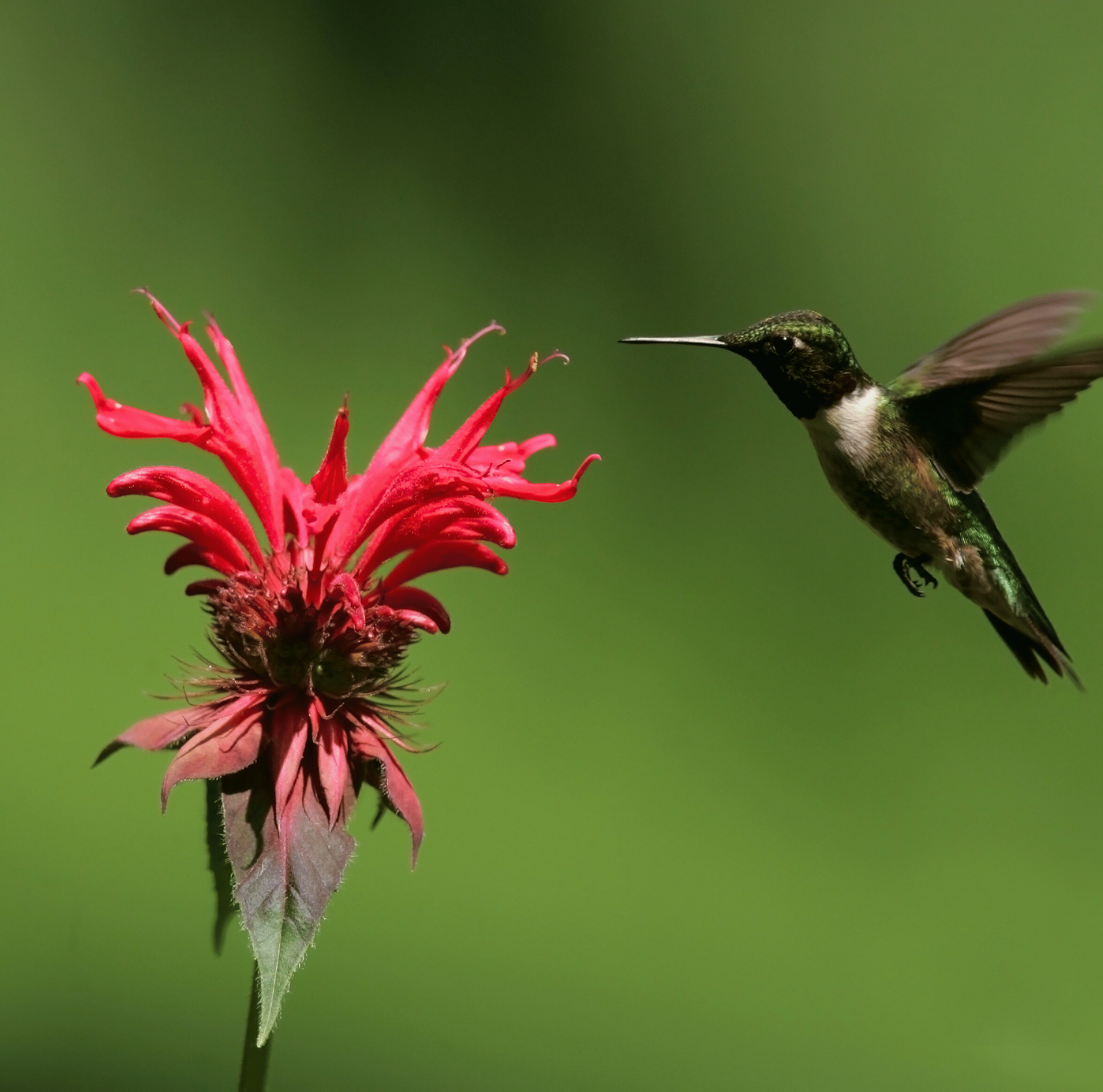 Scarlet Bee Balm – 20 Seeds