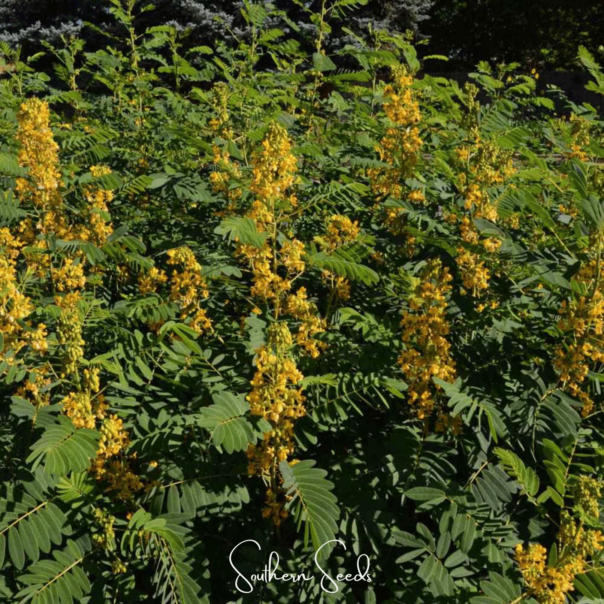 Wild Senna – 20 Seeds