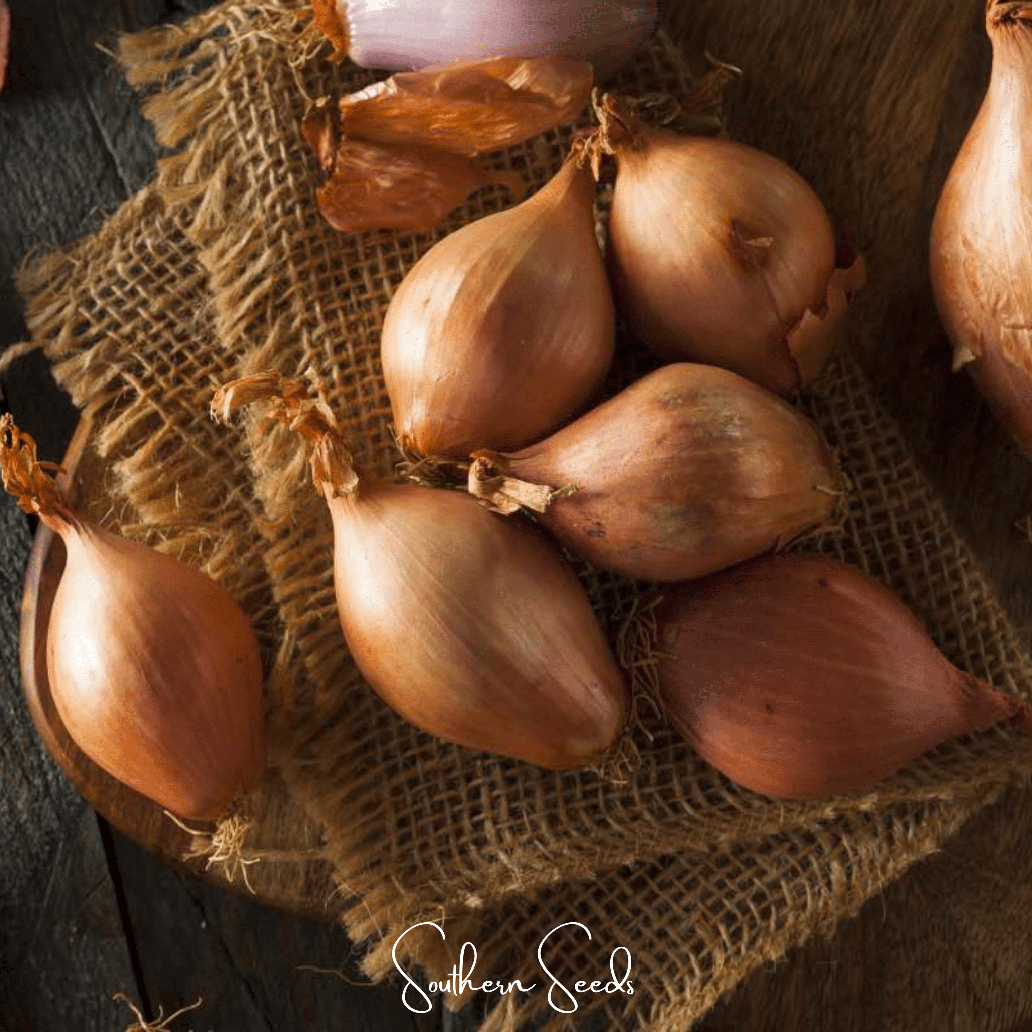 Davidor Shallot– 50 Seeds