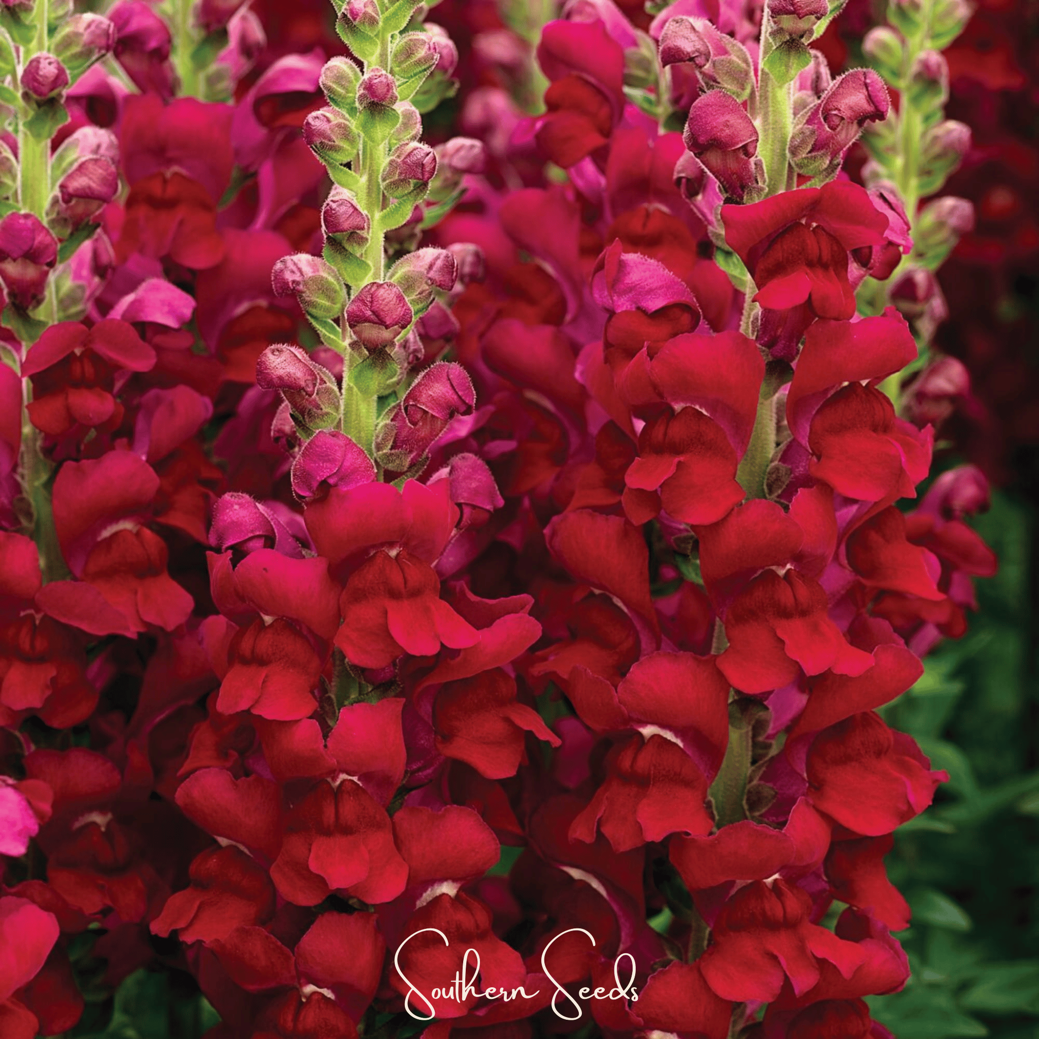 Defiance Snapdragon – 200 Seeds