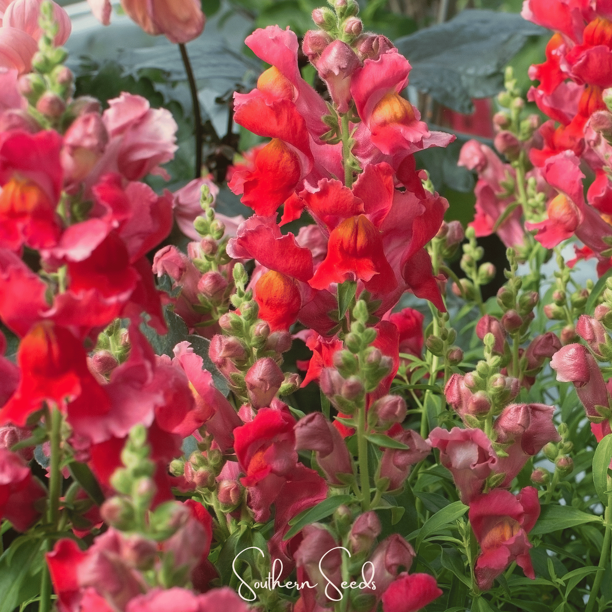 Defiance Snapdragon – 200 Seeds