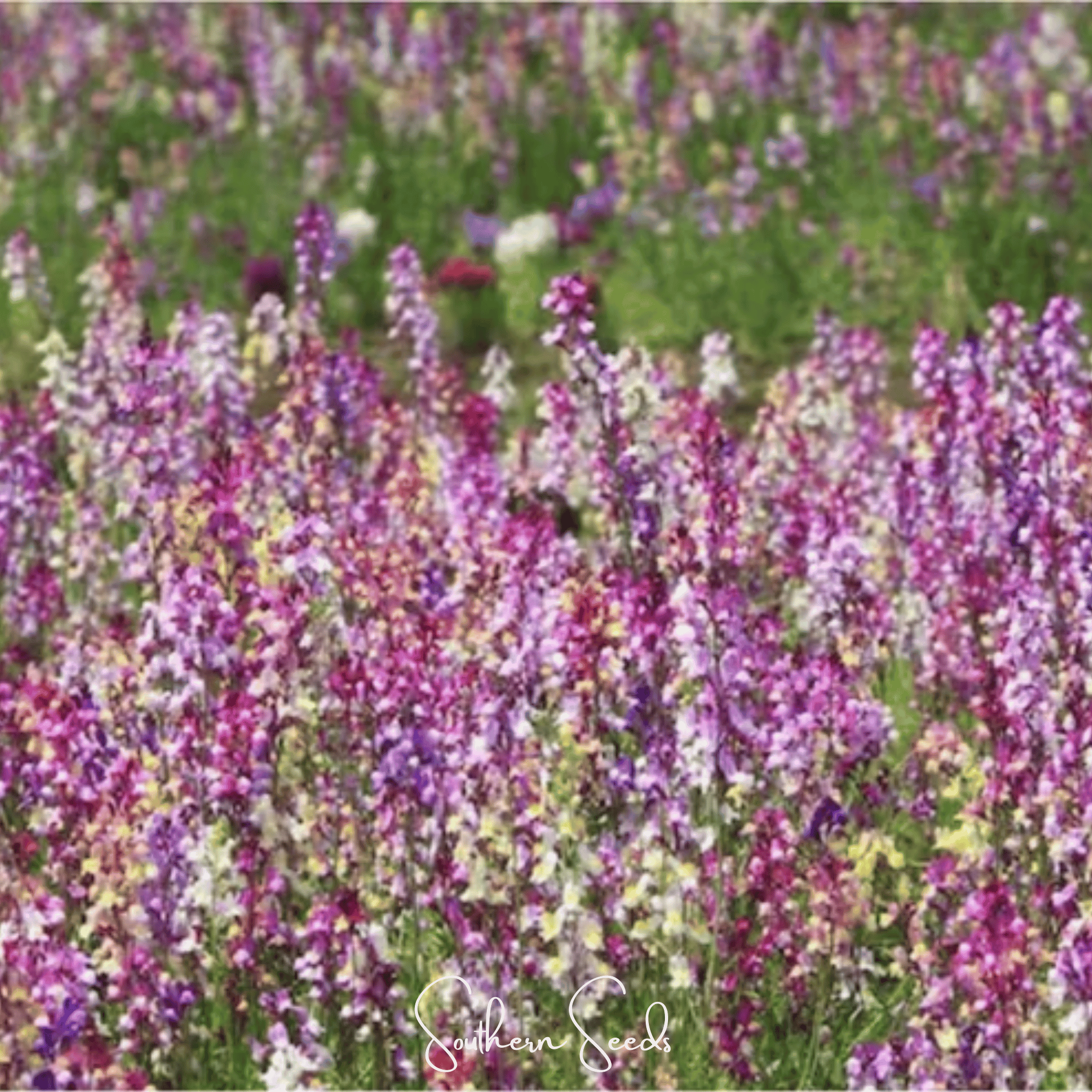 Northern Lights Toadflax Mix – 200 Seeds