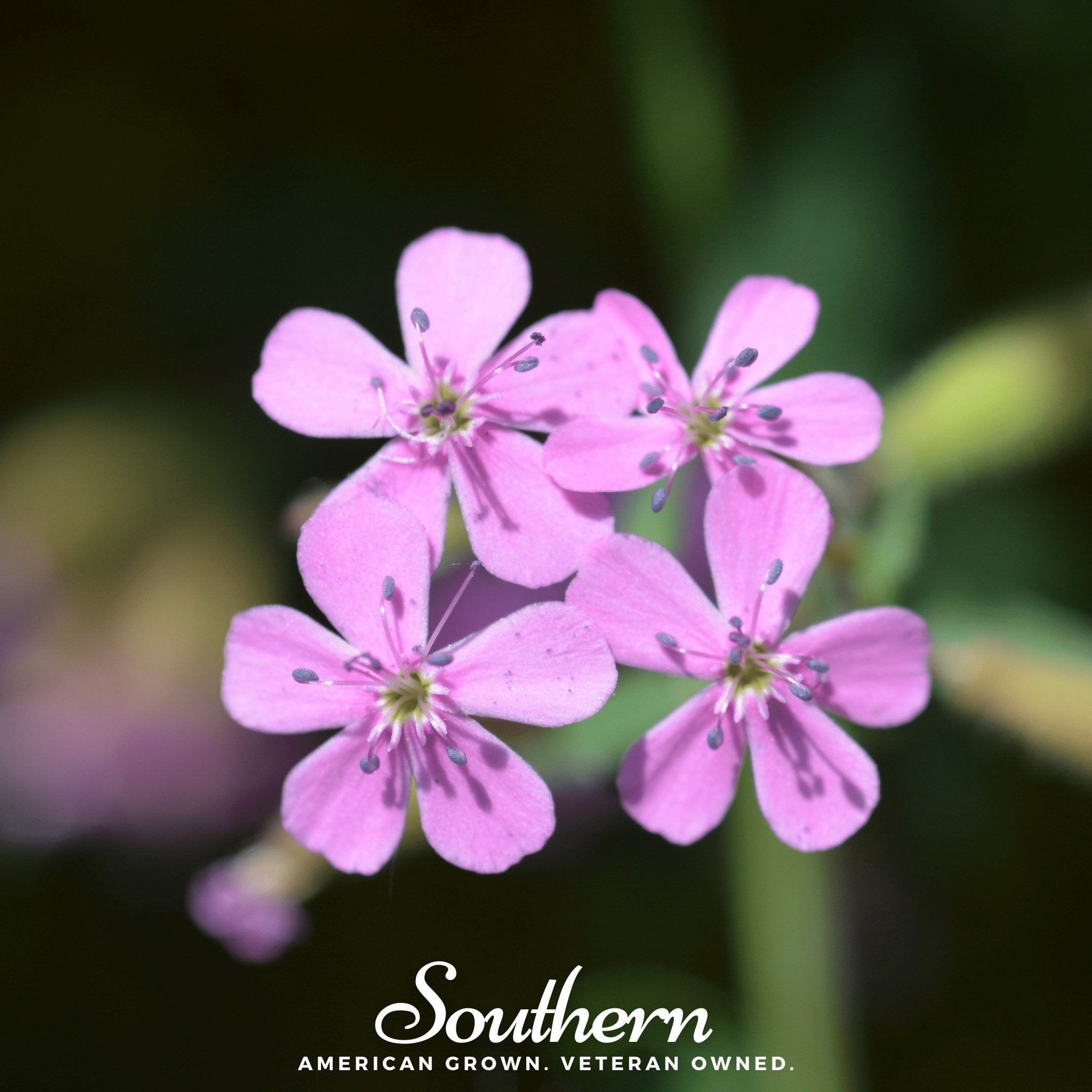 Rock Soapwort – 100 Seeds