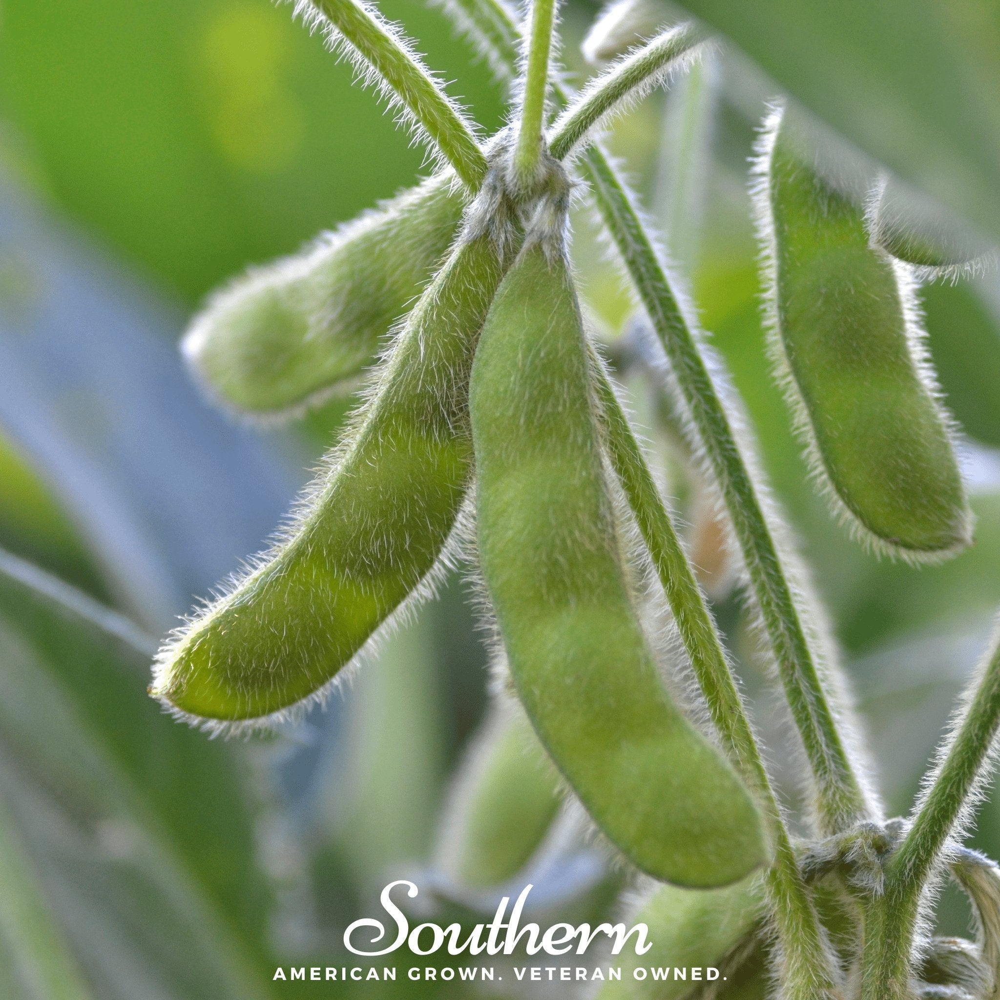 Tohya Soybean – 50 Seeds