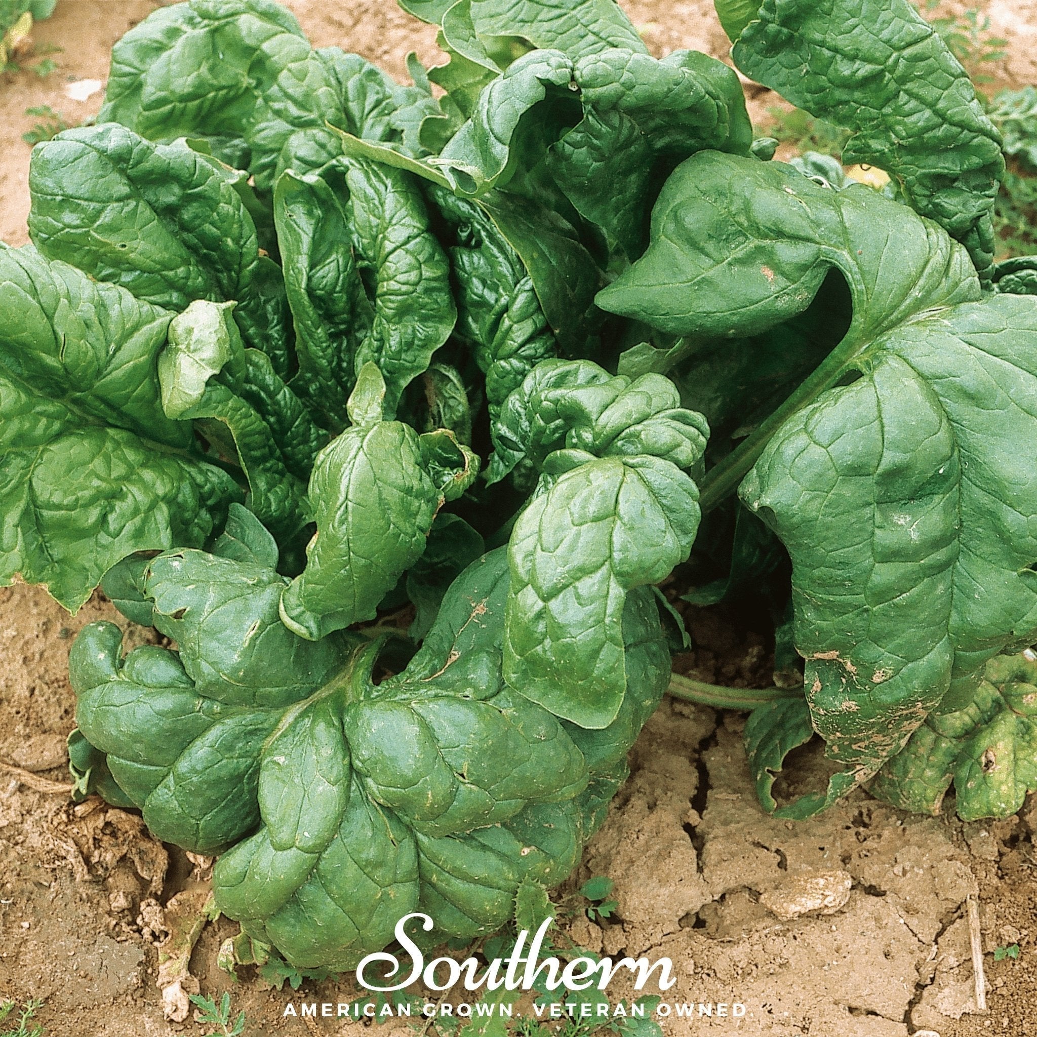 Giant Noble Spinach – 150 Seeds