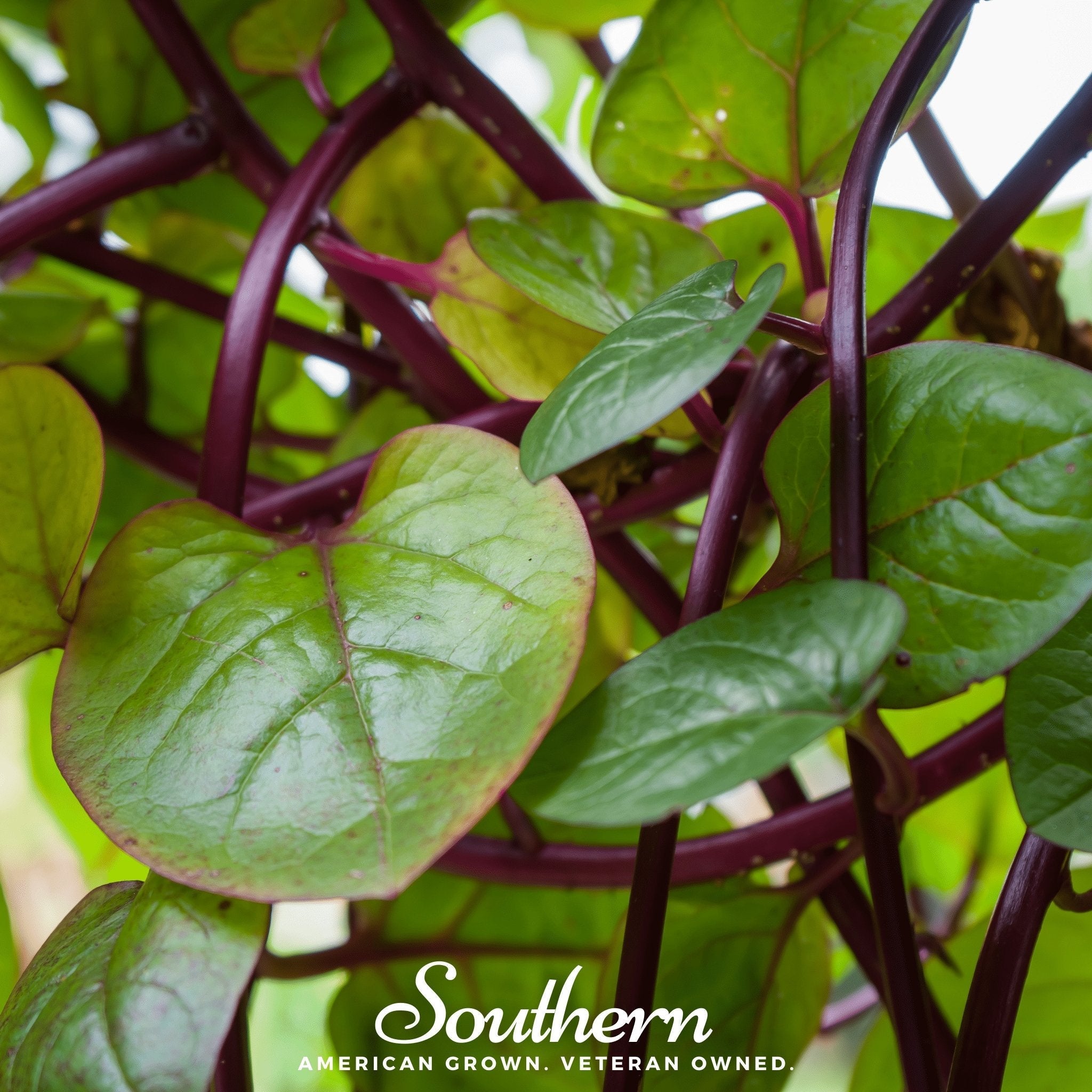 Malabar Red Spinach – 50 Seeds