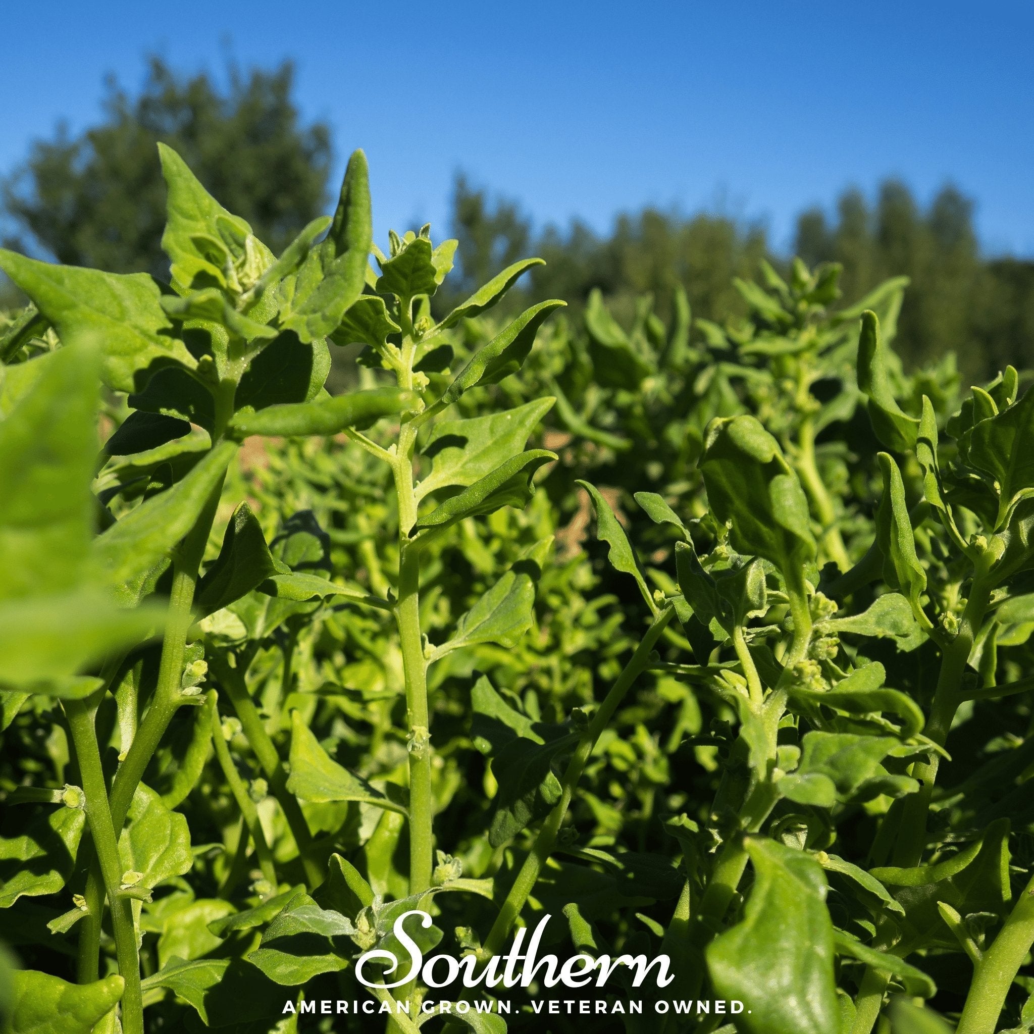 New Zealand Spinach – 30 Seeds