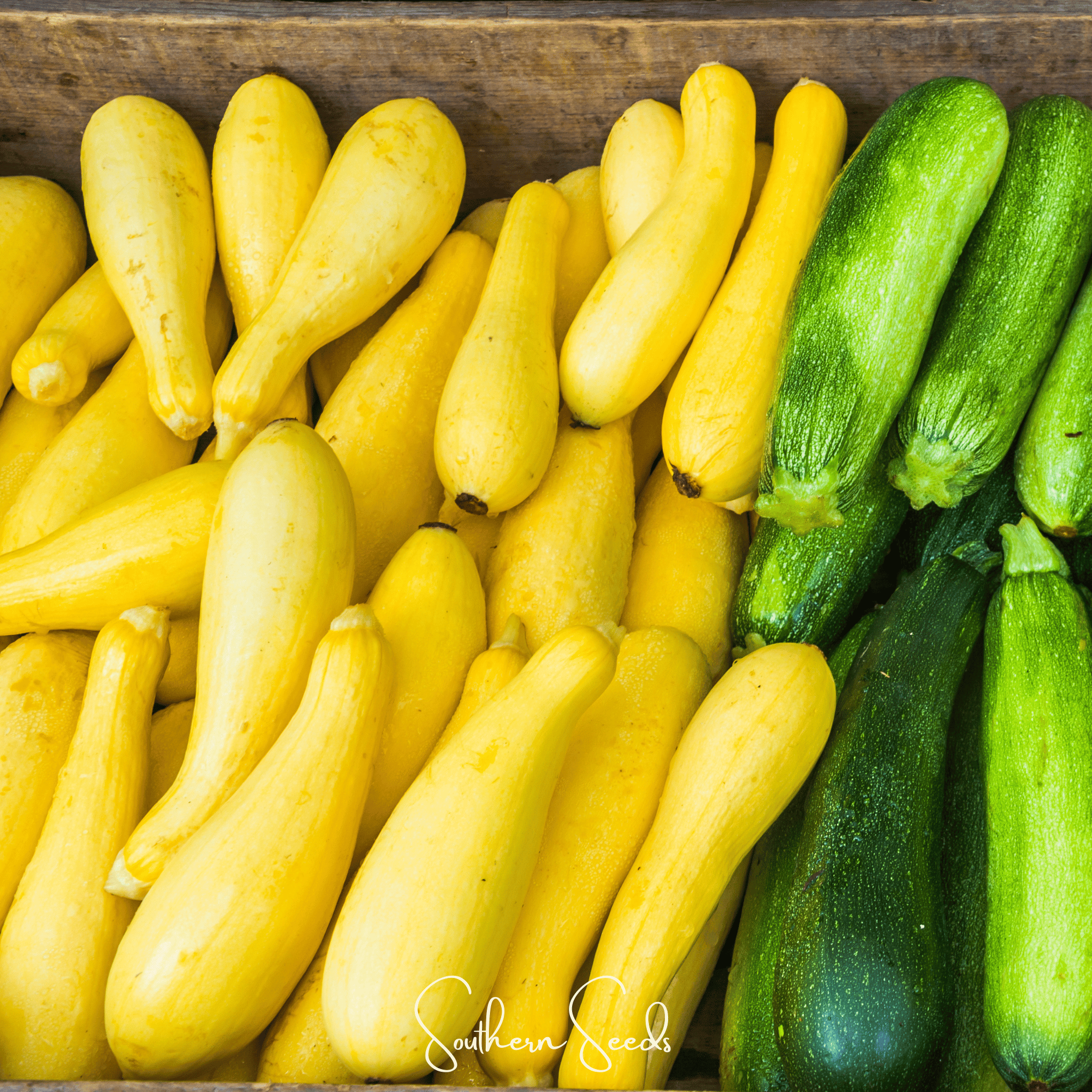 Early Prolific Straightneck Squash – 25 Seeds