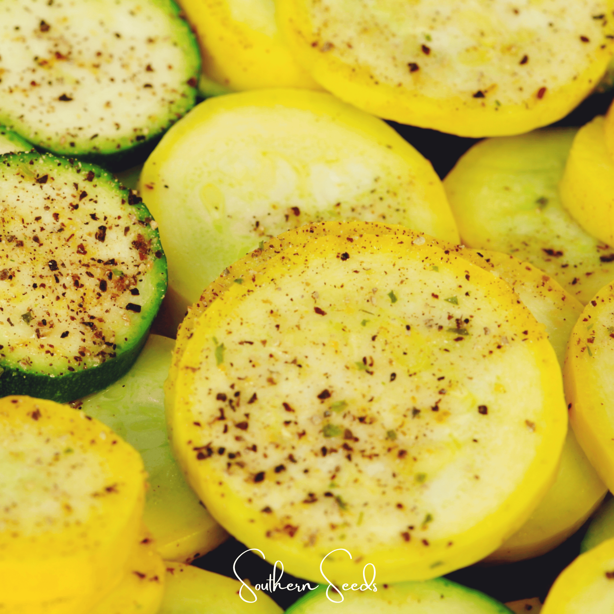 Early Prolific Straightneck Squash – 25 Seeds