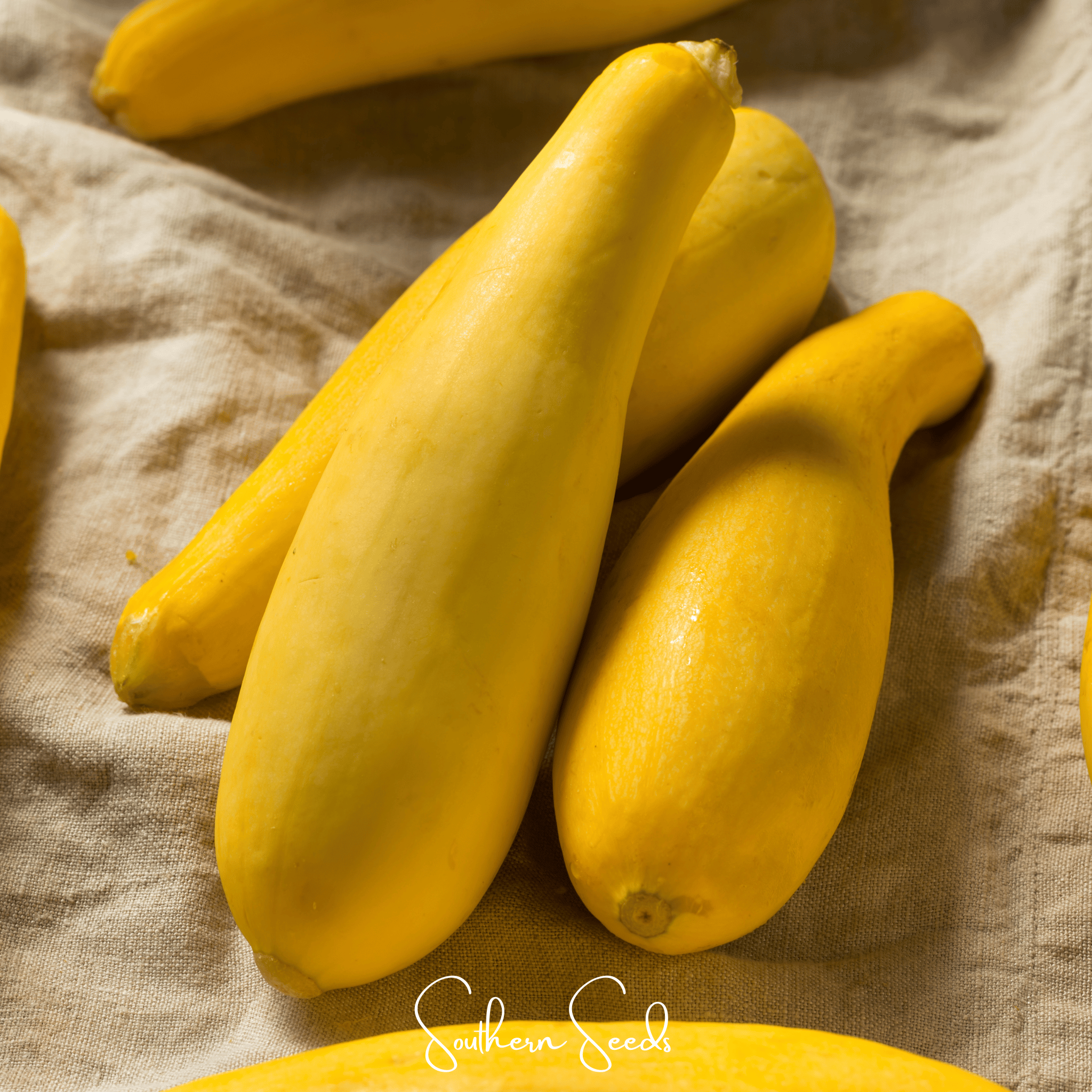 Early Prolific Straightneck Squash – 25 Seeds