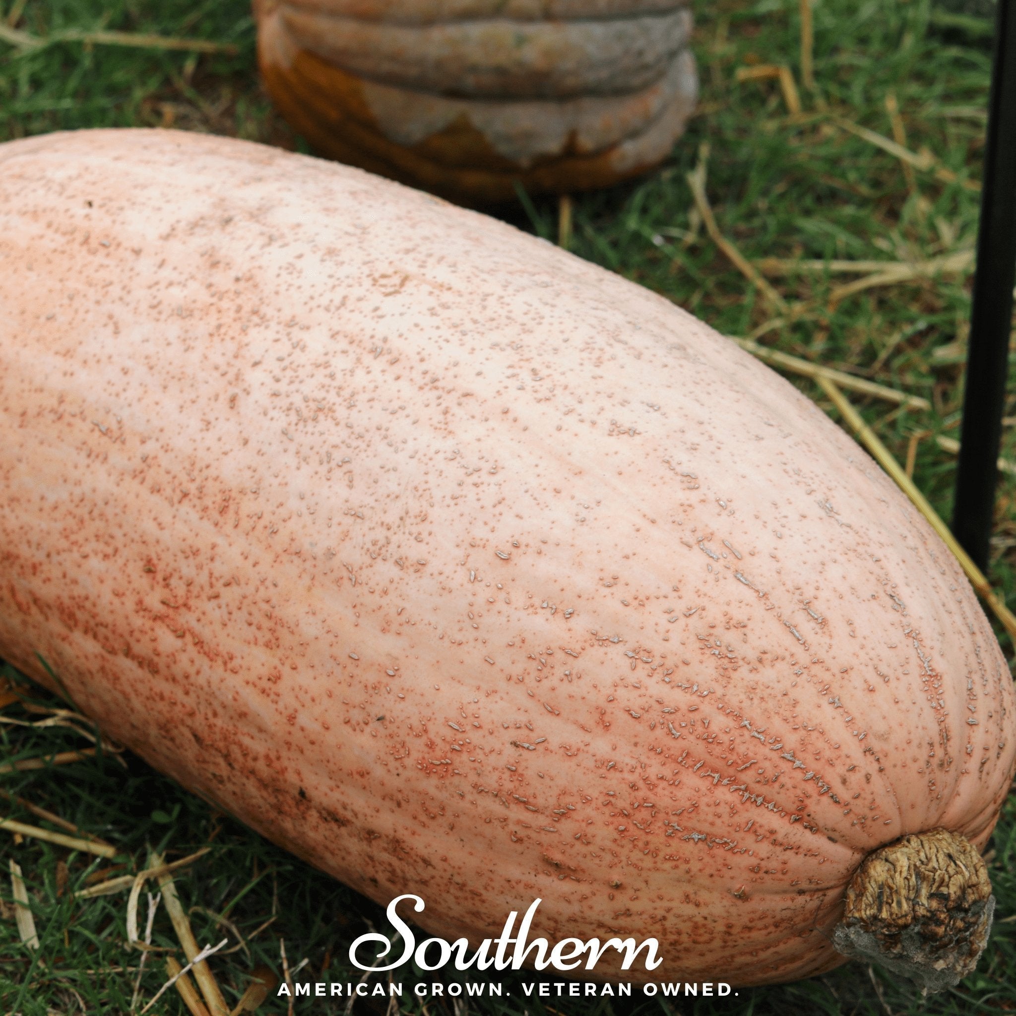 Pink Banana Squash – 25 Seeds