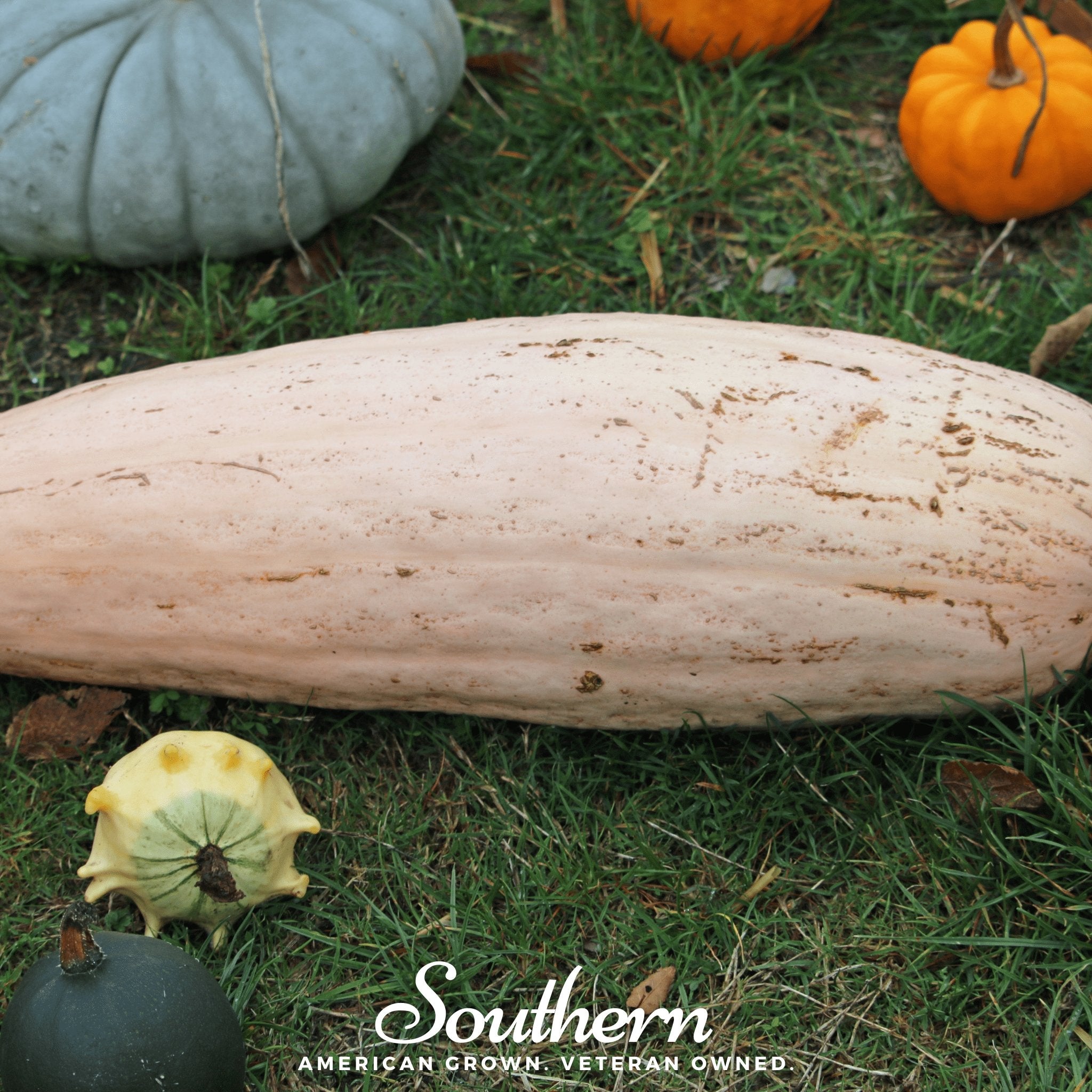 Pink Banana Squash – 25 Seeds