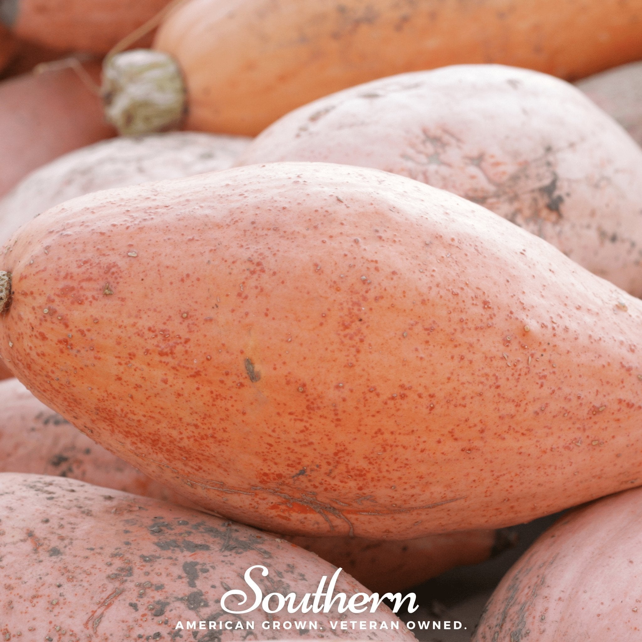 Pink Banana Squash – 25 Seeds
