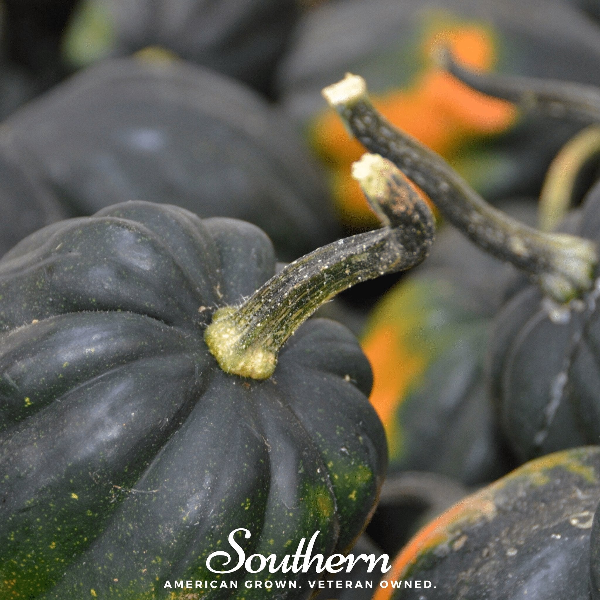 Table King Acorn Winter Squash – 20 Seeds