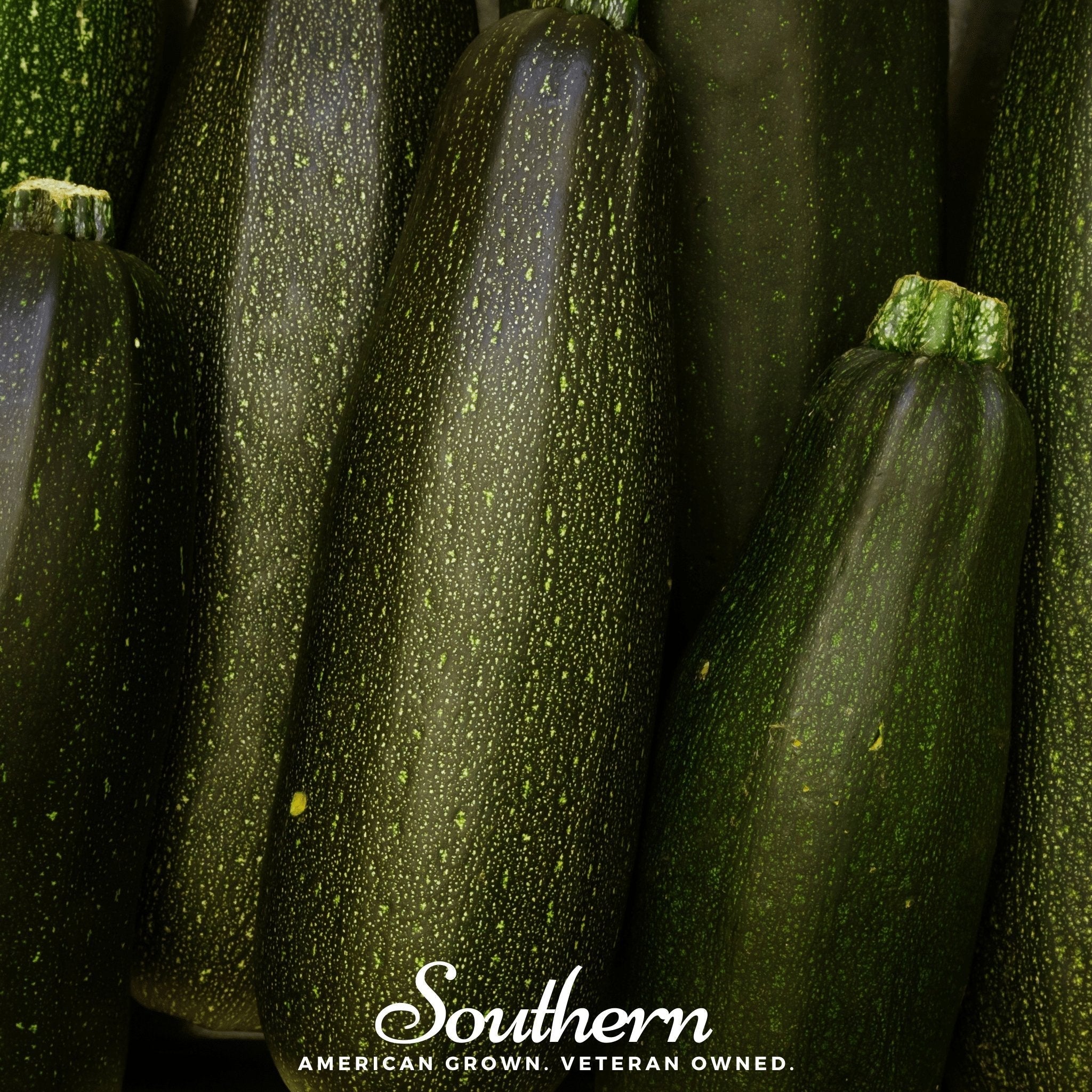 Dark Green Zucchini Summer Squash – 25 Seeds