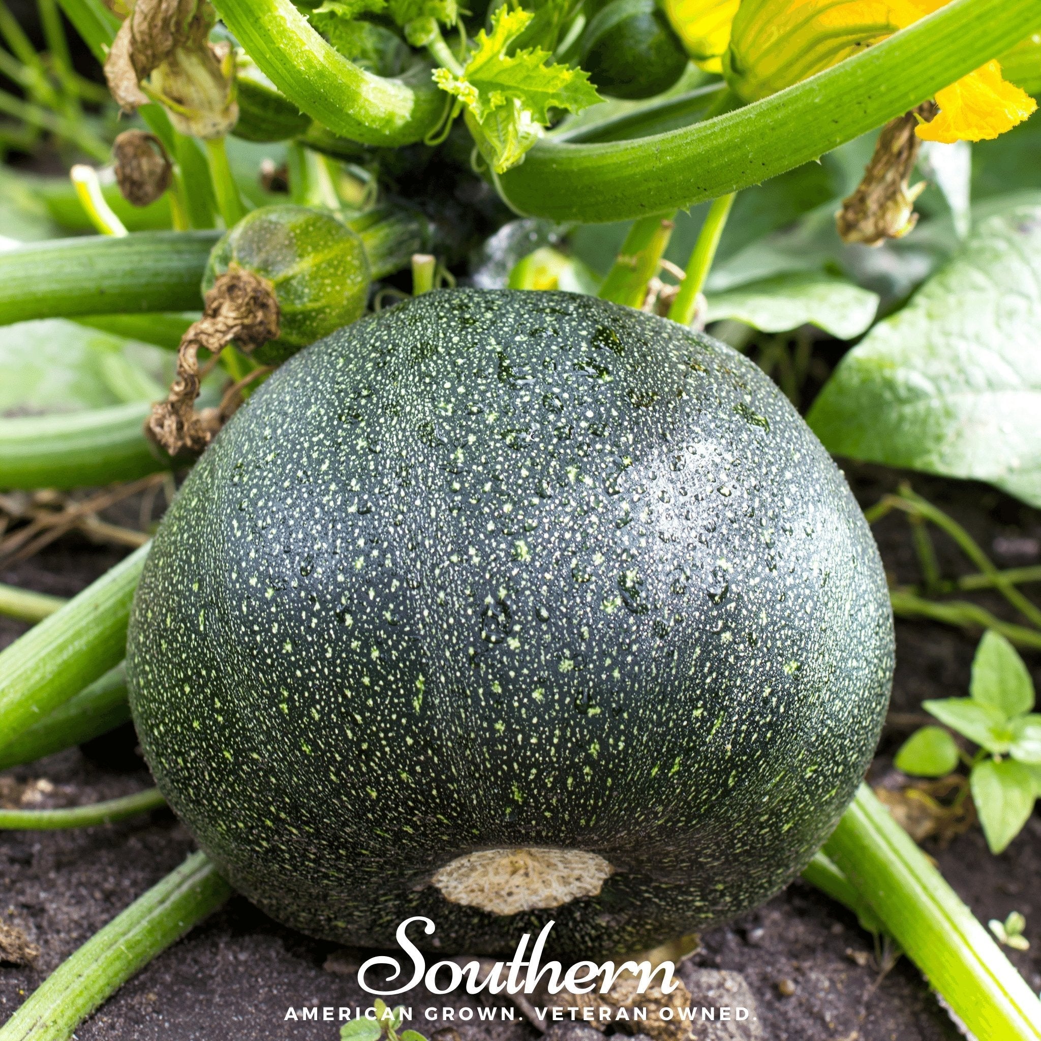 Zucchini Round Summer Squash – 25 Seeds