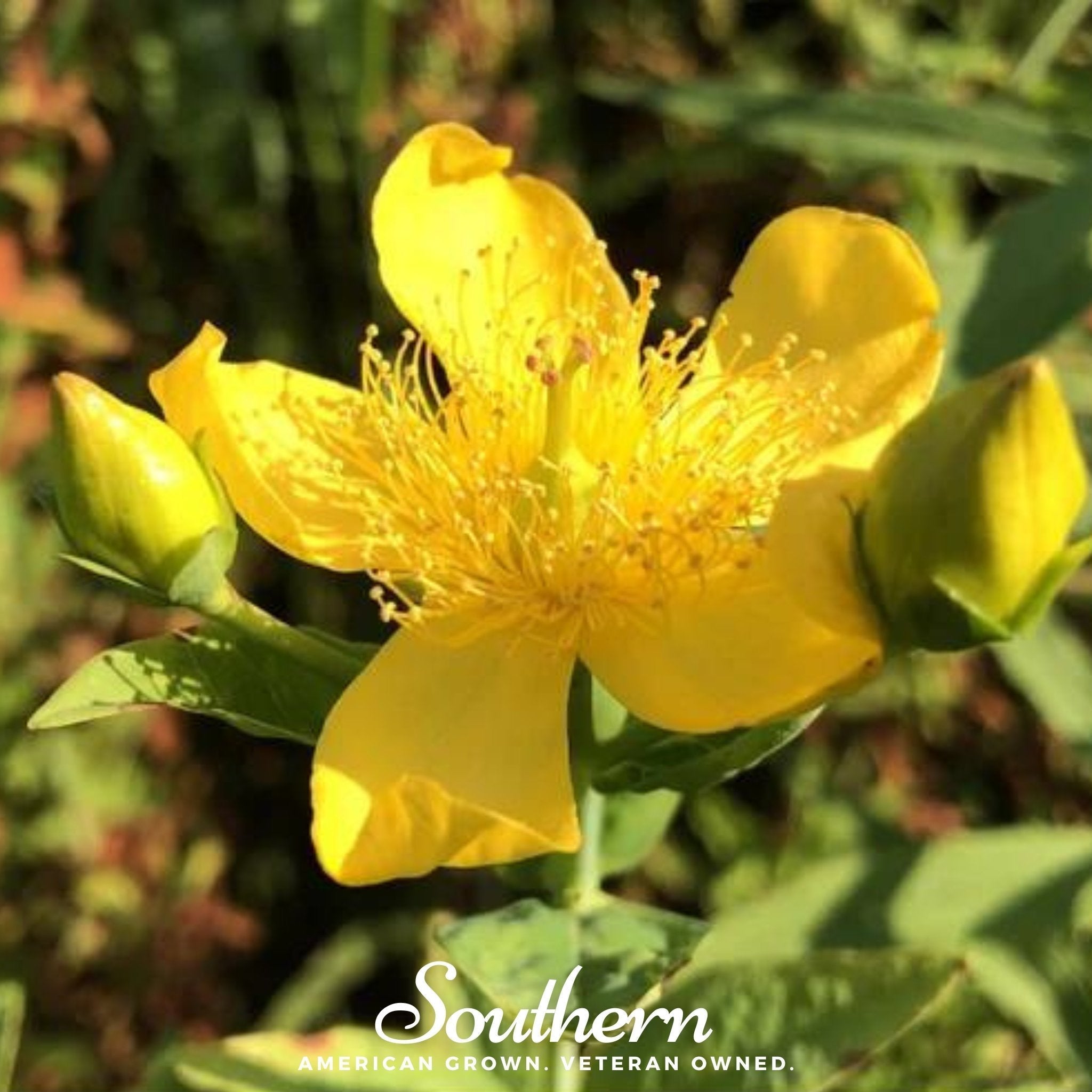 Greater St. John’s Wort – 100 Seeds