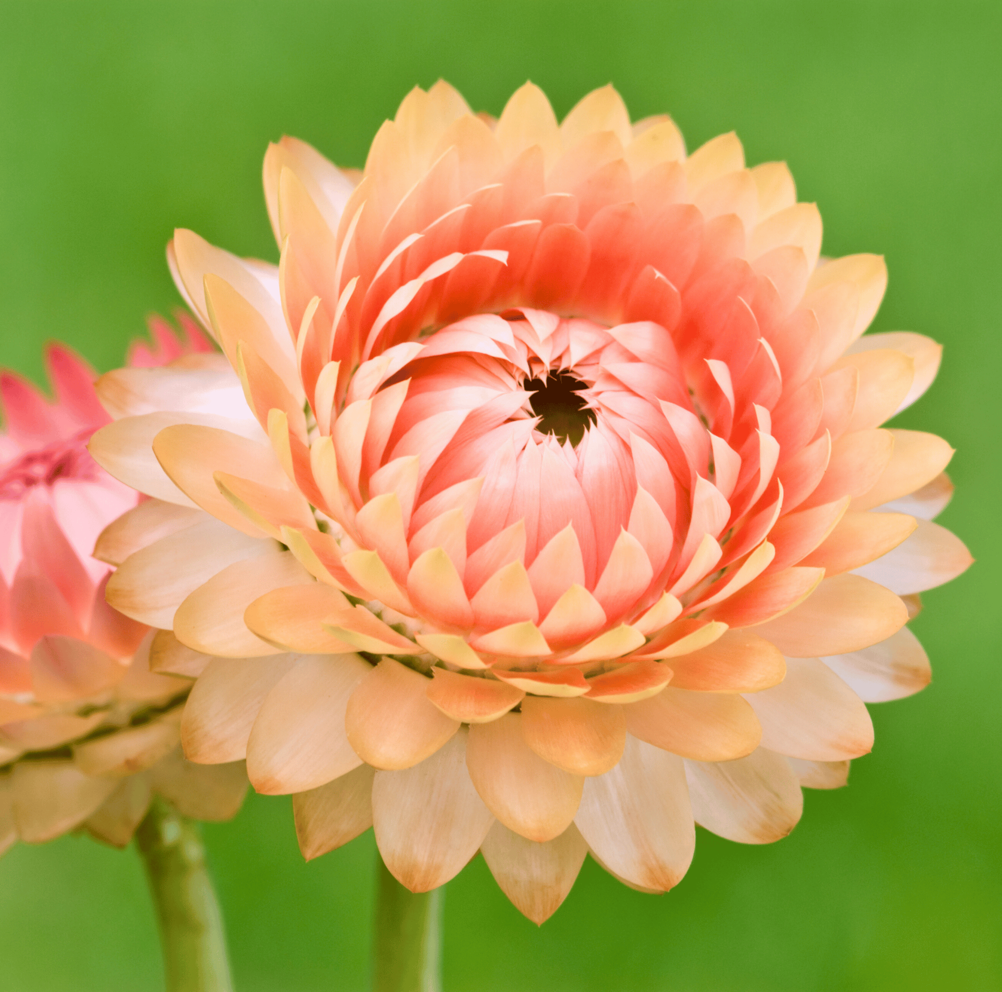 Apricot Peach Strawflower – 25 Seeds