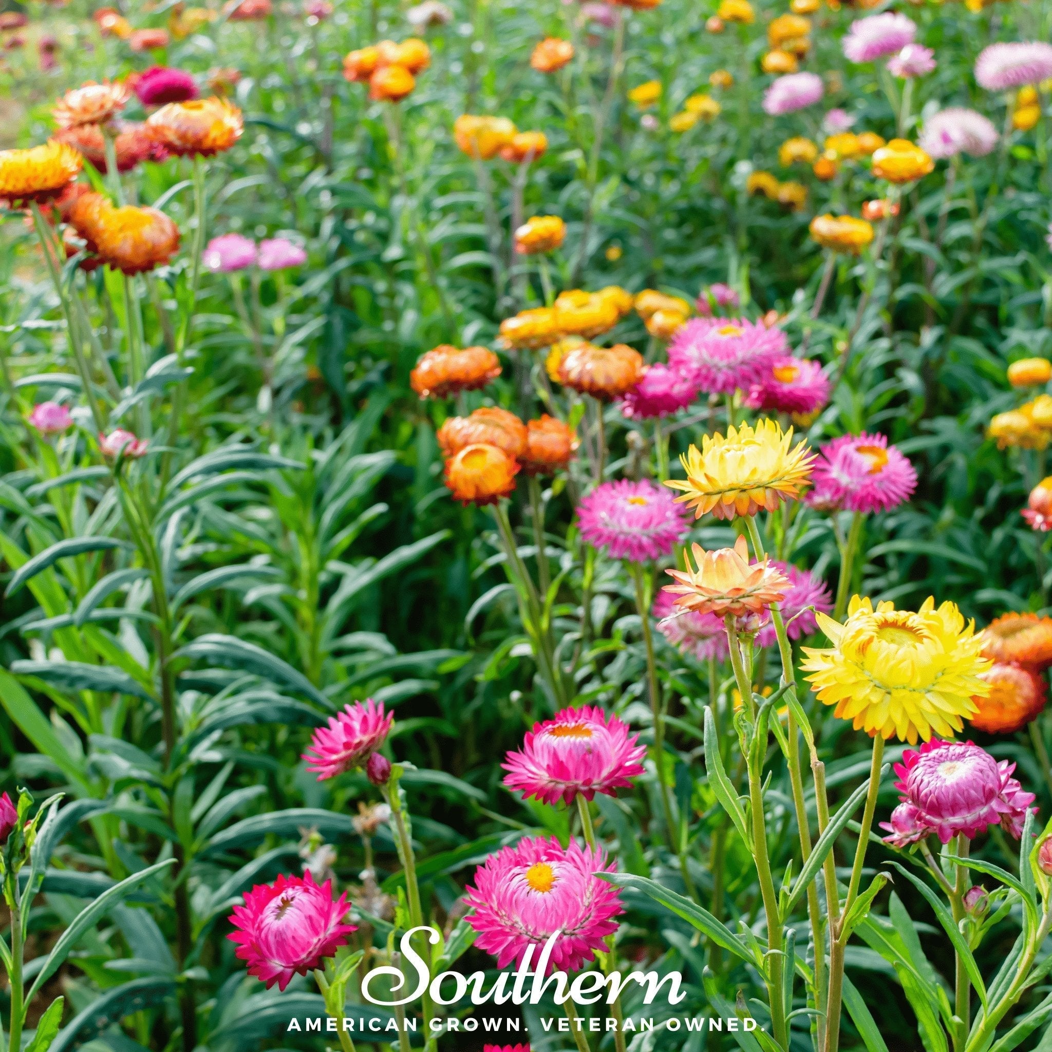 Strawflower Mix – 200 Seeds