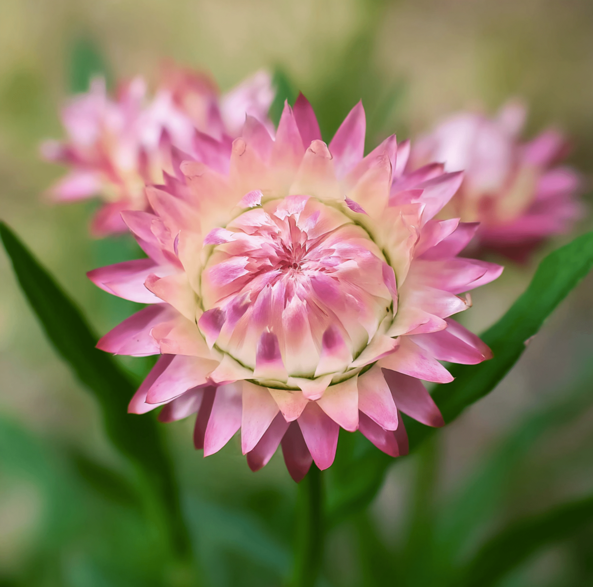 Silver Rose Strawflower – 25 Seeds