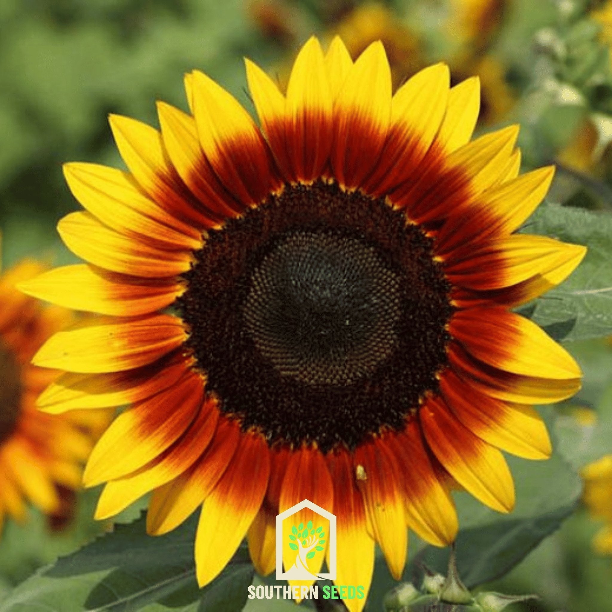 Ring of Fire Sunflower – 25 Seeds