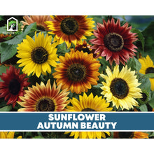 Load image into Gallery viewer, Sunflower Seed Collection – 6 Varieties
