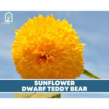 Load image into Gallery viewer, Sunflower Seed Collection – 6 Varieties
