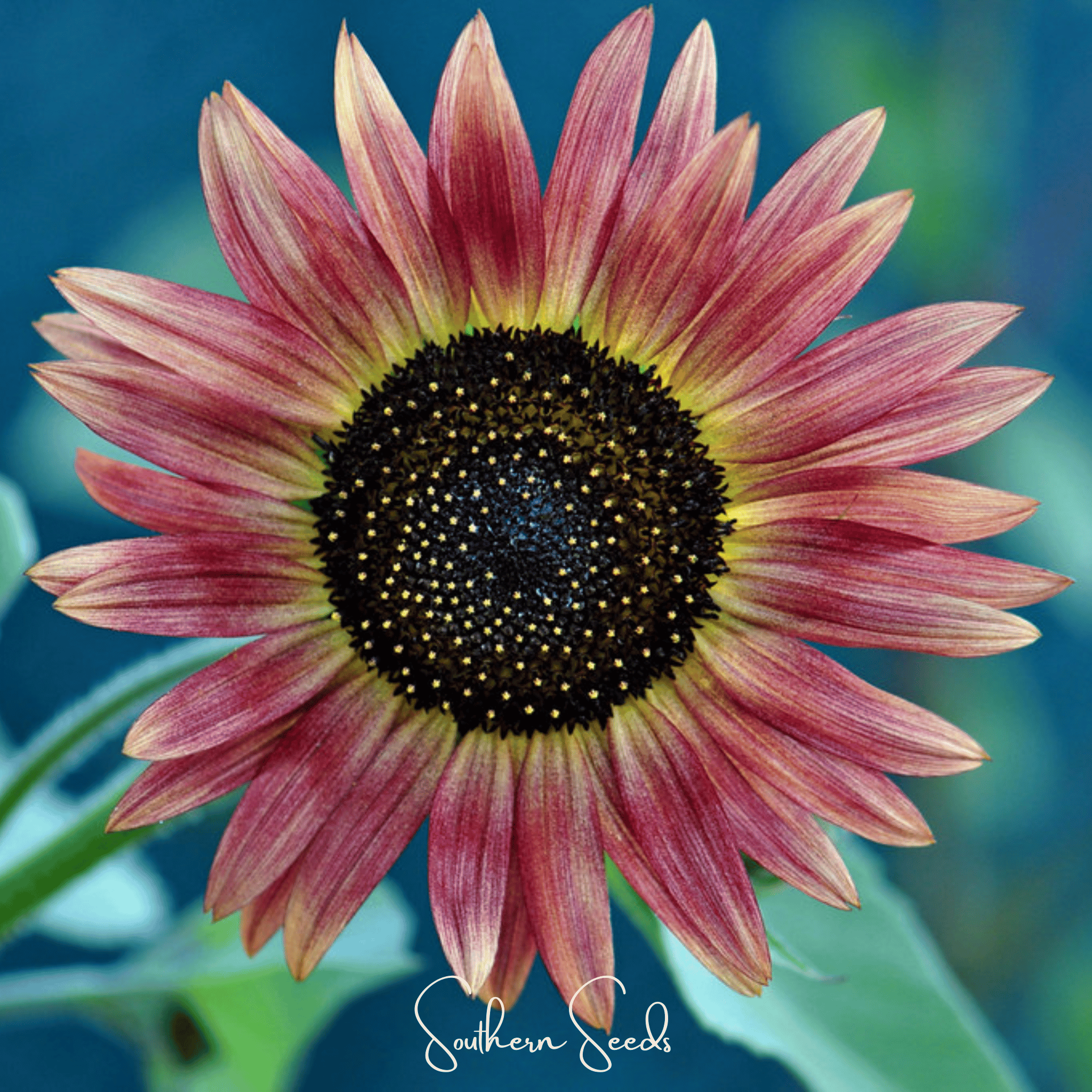 Strawberry Blonde Sunflower – 25 Seeds