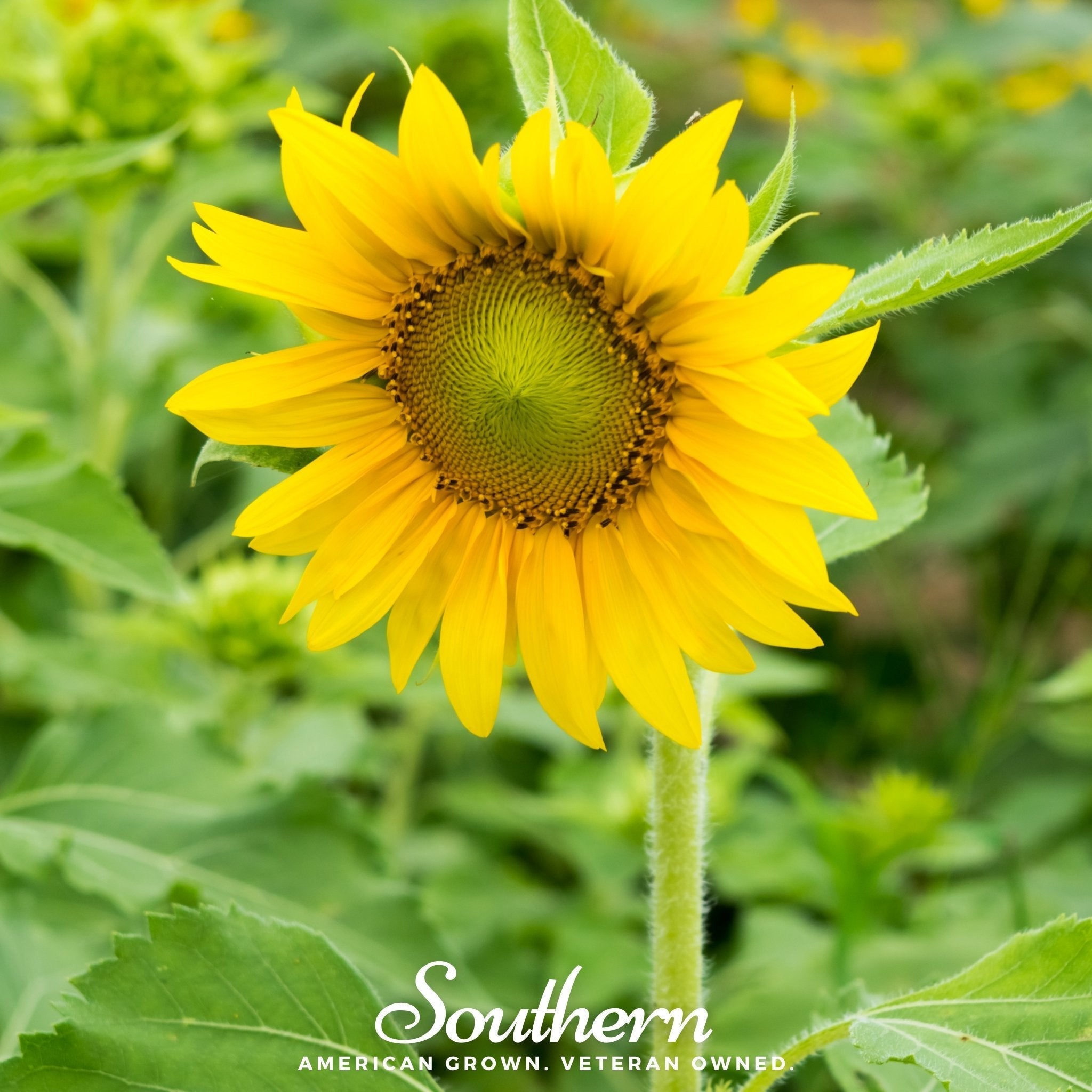 Sunspot Dwarf Sunflower – 25 Seeds