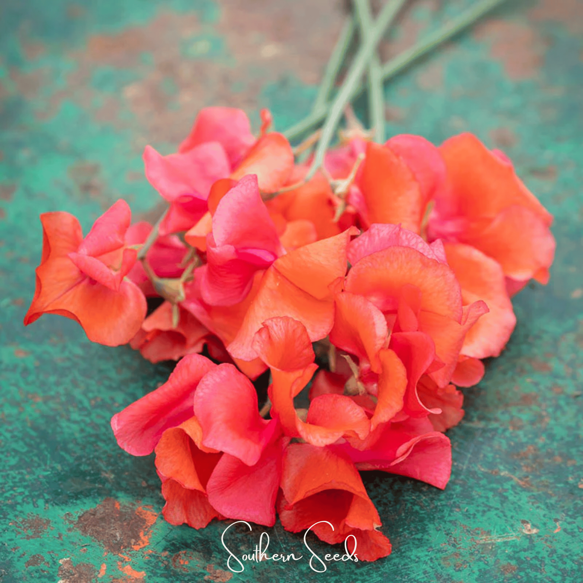 Prince of Orange Sweet Pea – 25 Seeds