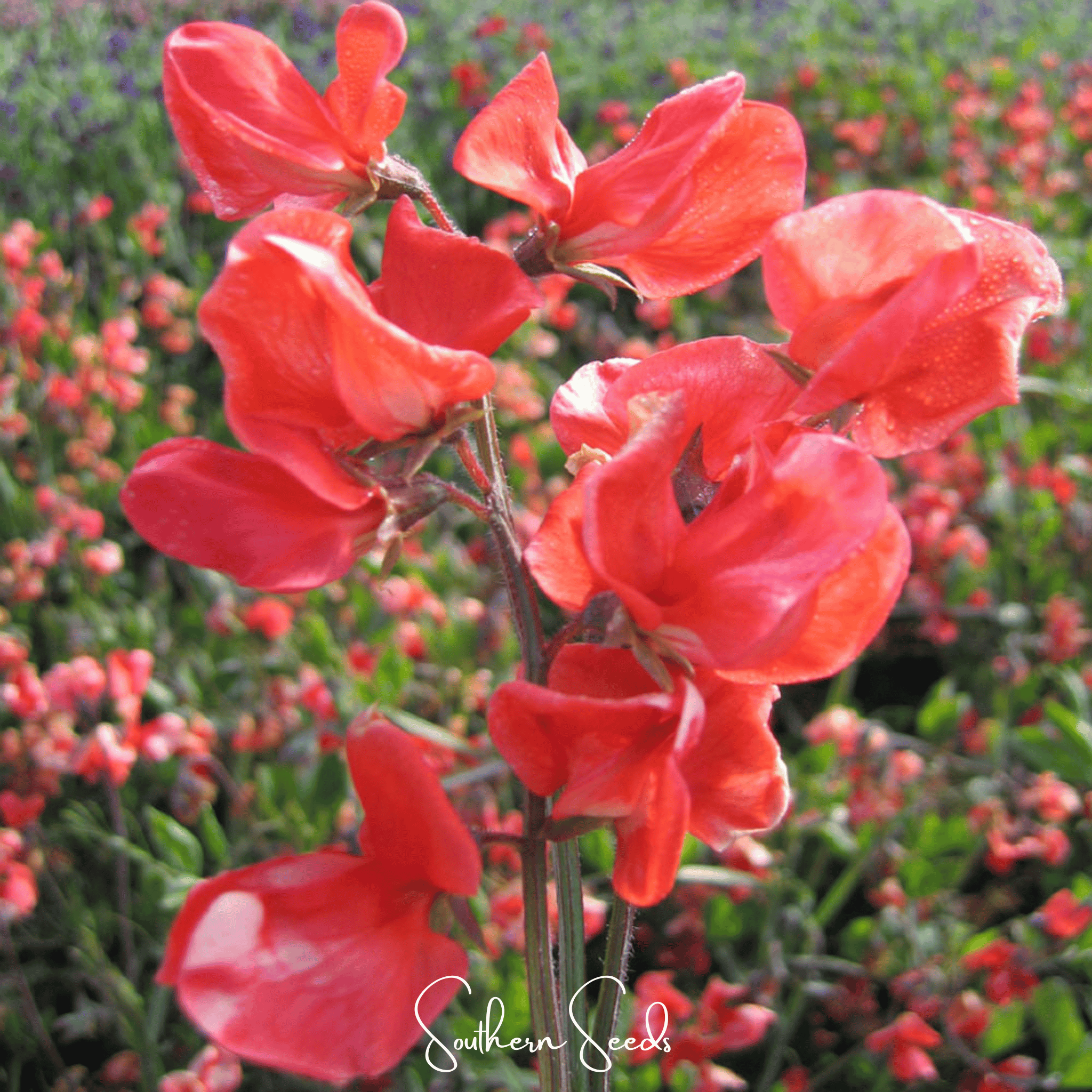 Prince of Orange Sweet Pea – 25 Seeds