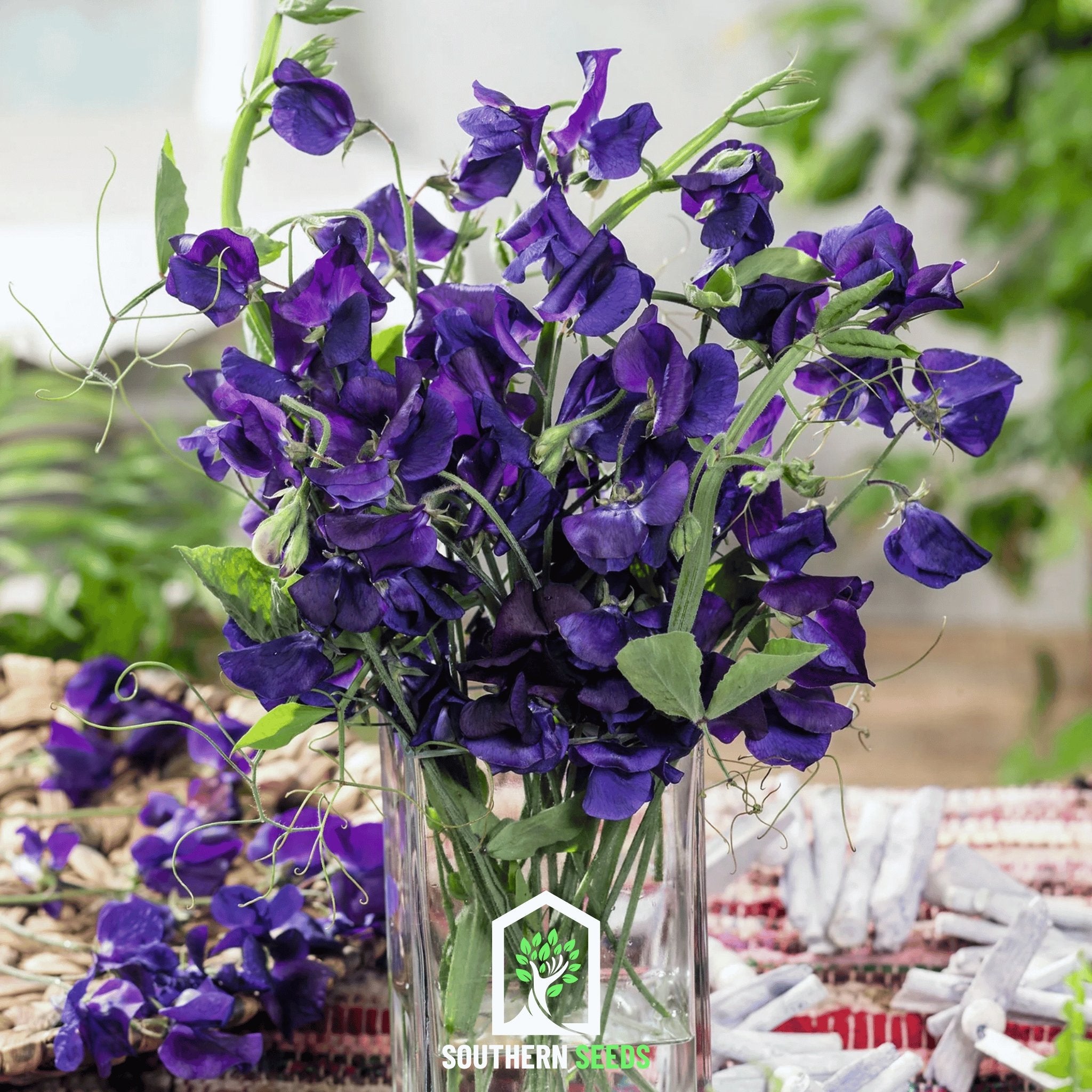 Royal Navy Blue Sweet Pea – 25 Seeds