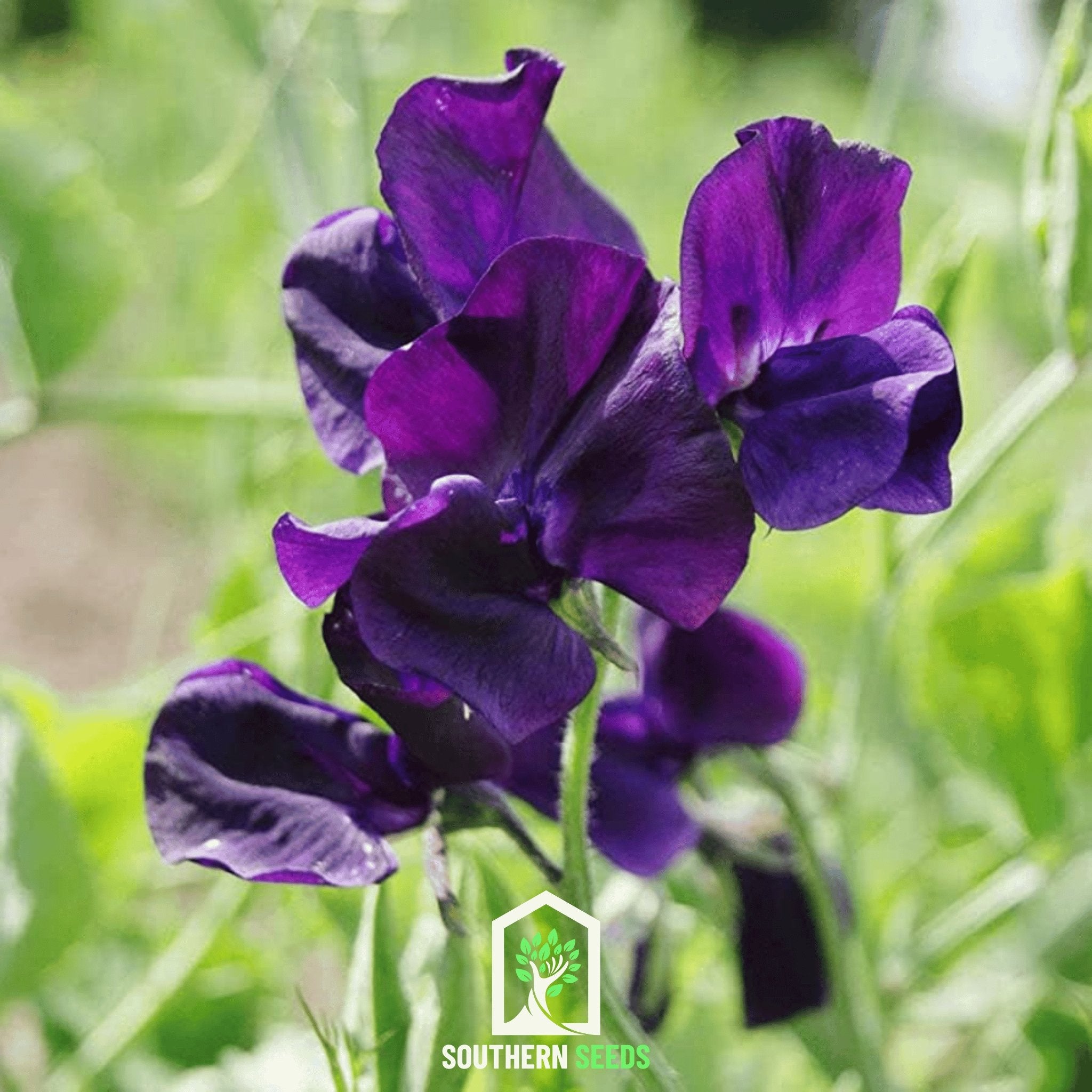 Royal Navy Blue Sweet Pea – 25 Seeds
