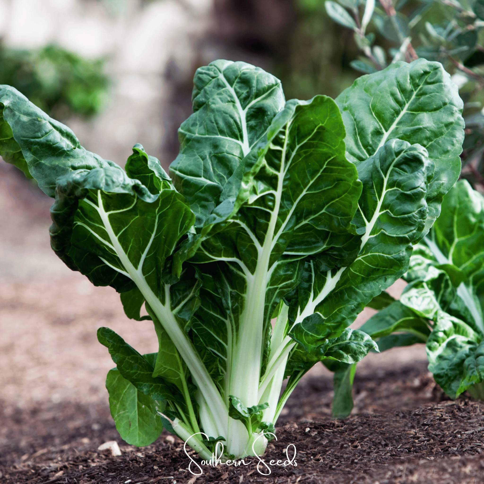 Lucullus Swiss Chard – 100 Seeds