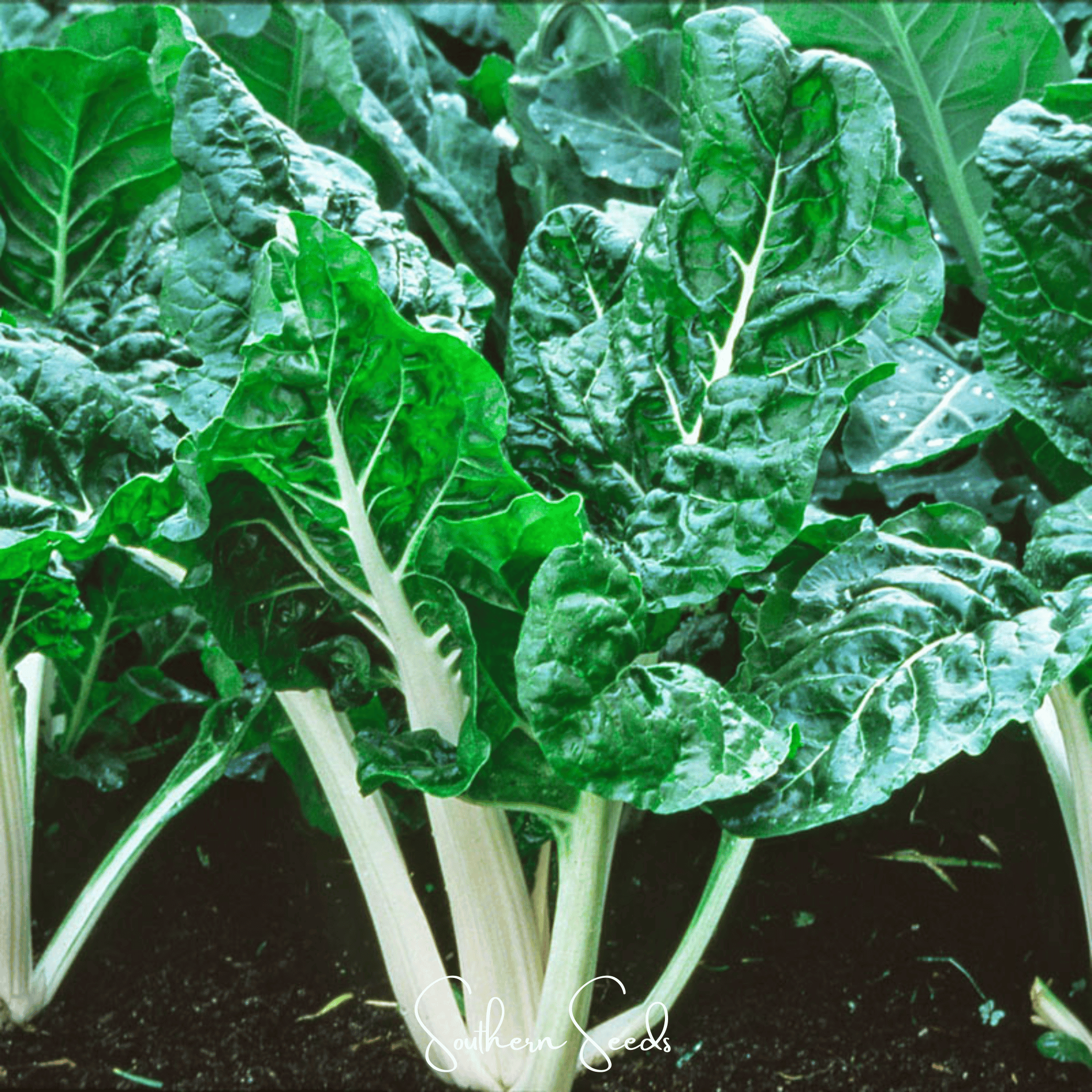 Lucullus Swiss Chard – 100 Seeds